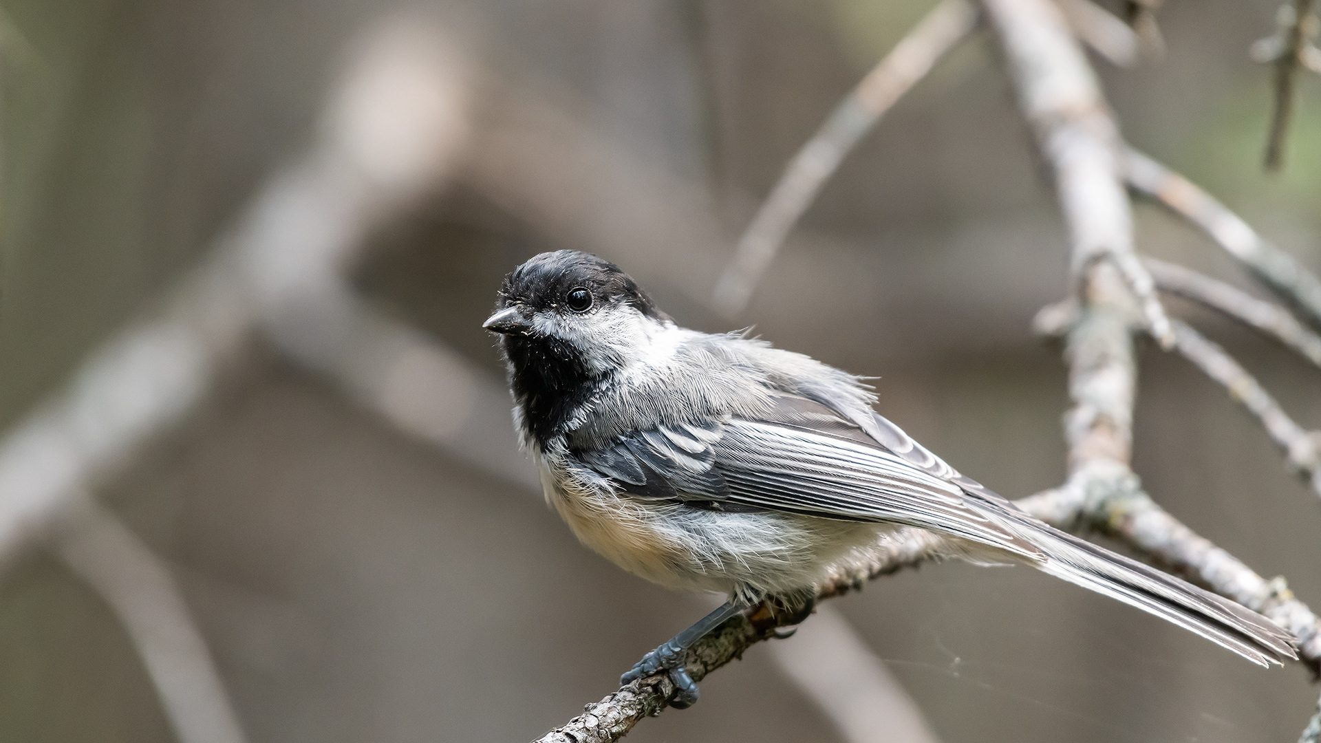 Black-capped Chickadee, Marshall Springs - Fish Creek Prov. Park, Calgary, AB