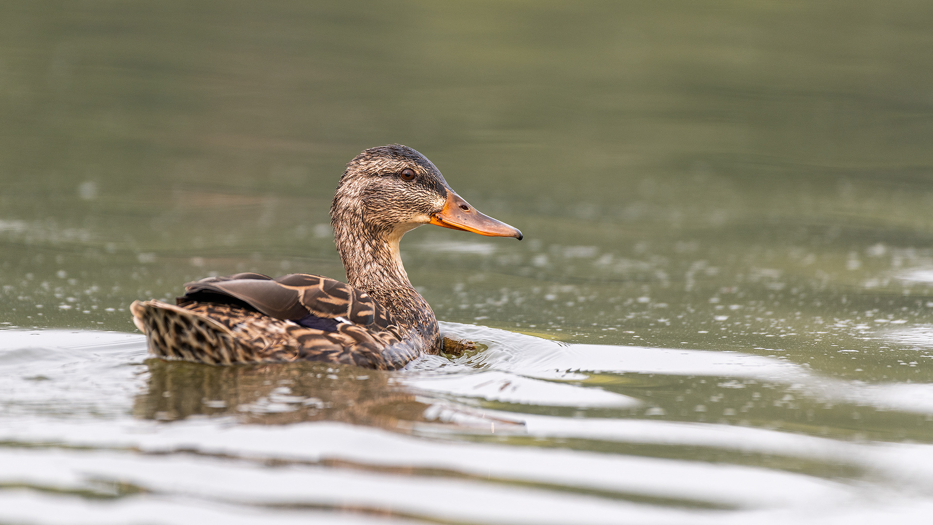 Mallard (female), Marshall Springs - Fish Creek Prov. Park, Calgary, AB