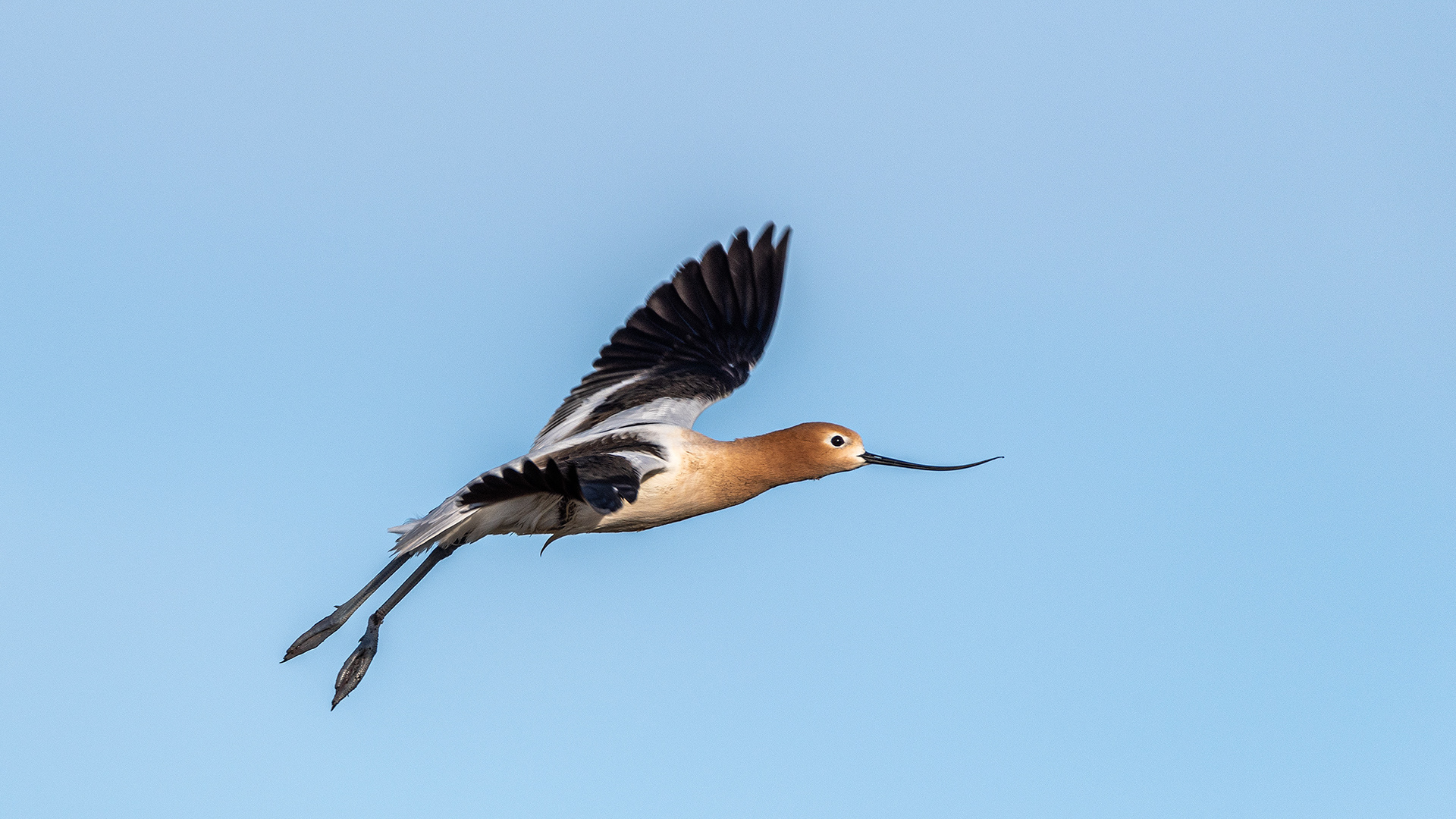 American Avocet in flight at Frank Lake, Alberta