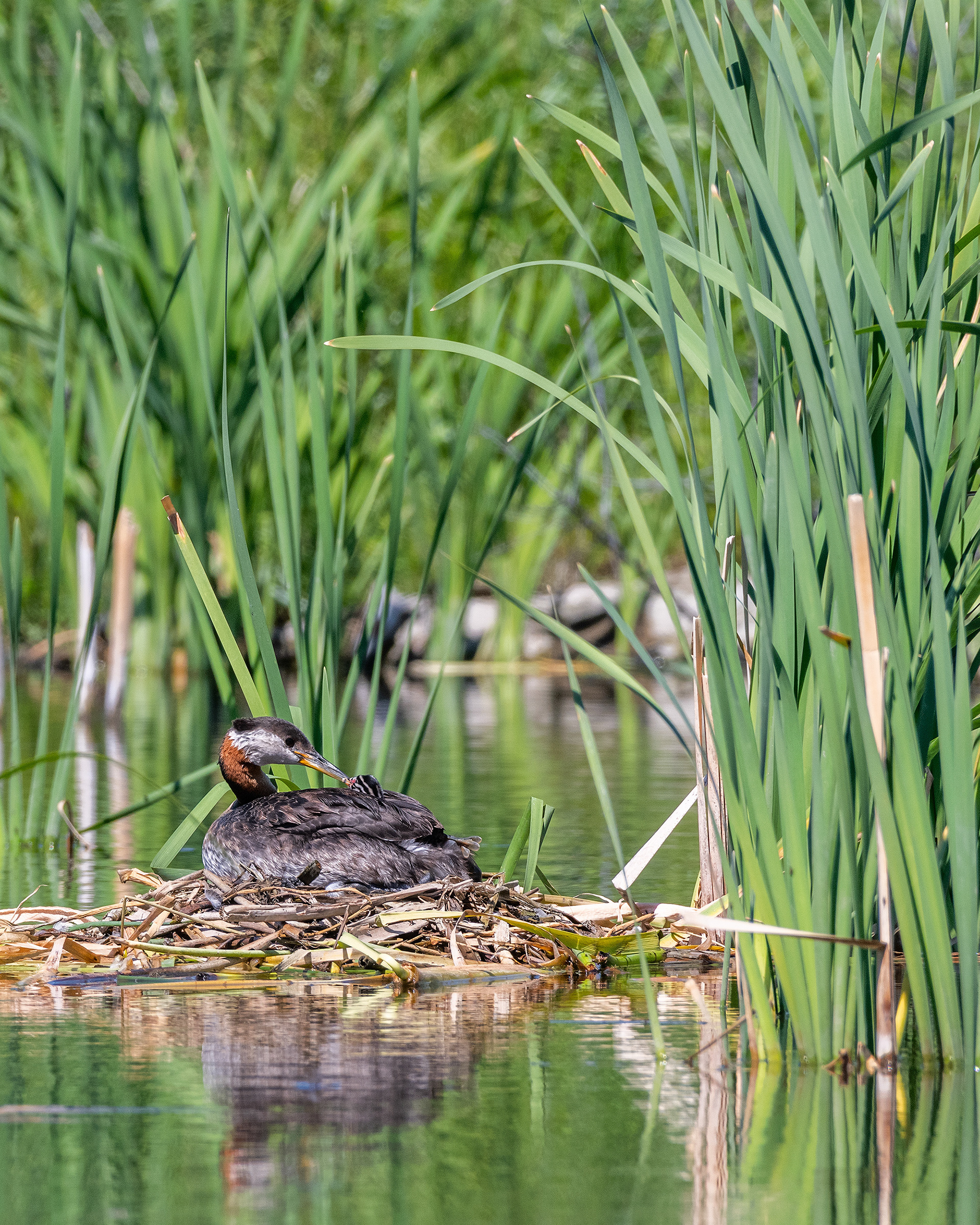 Red-necked Grebe (female) on her nest interacting with one of her chicks, Marshall Springs - Fish Creek Prov. Park, Calgary, AB