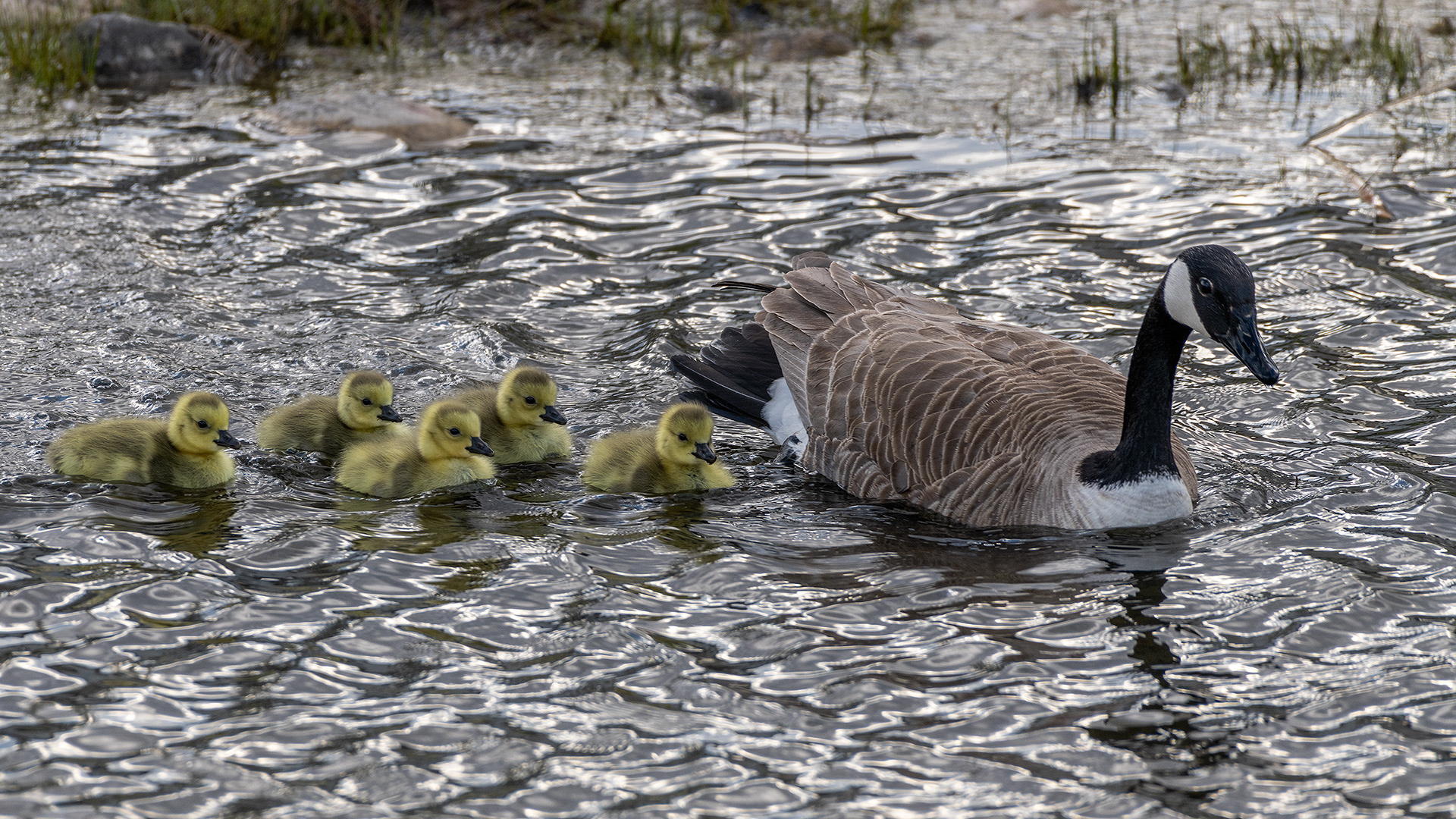 Canada Goose (female) with goslings at Bridlewood Wetlands Park, Calgary, Alberta