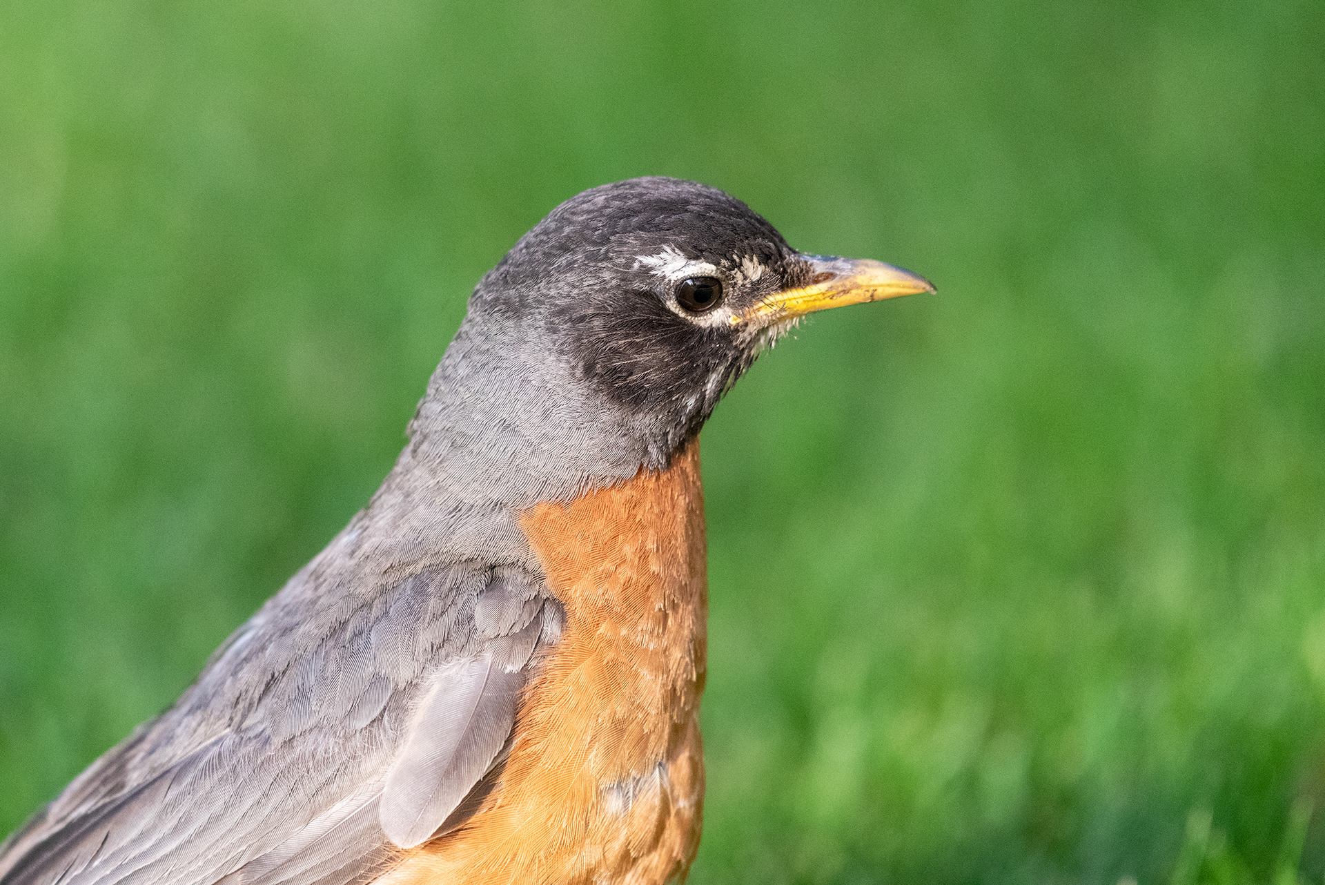 Profile view of an American Robin
