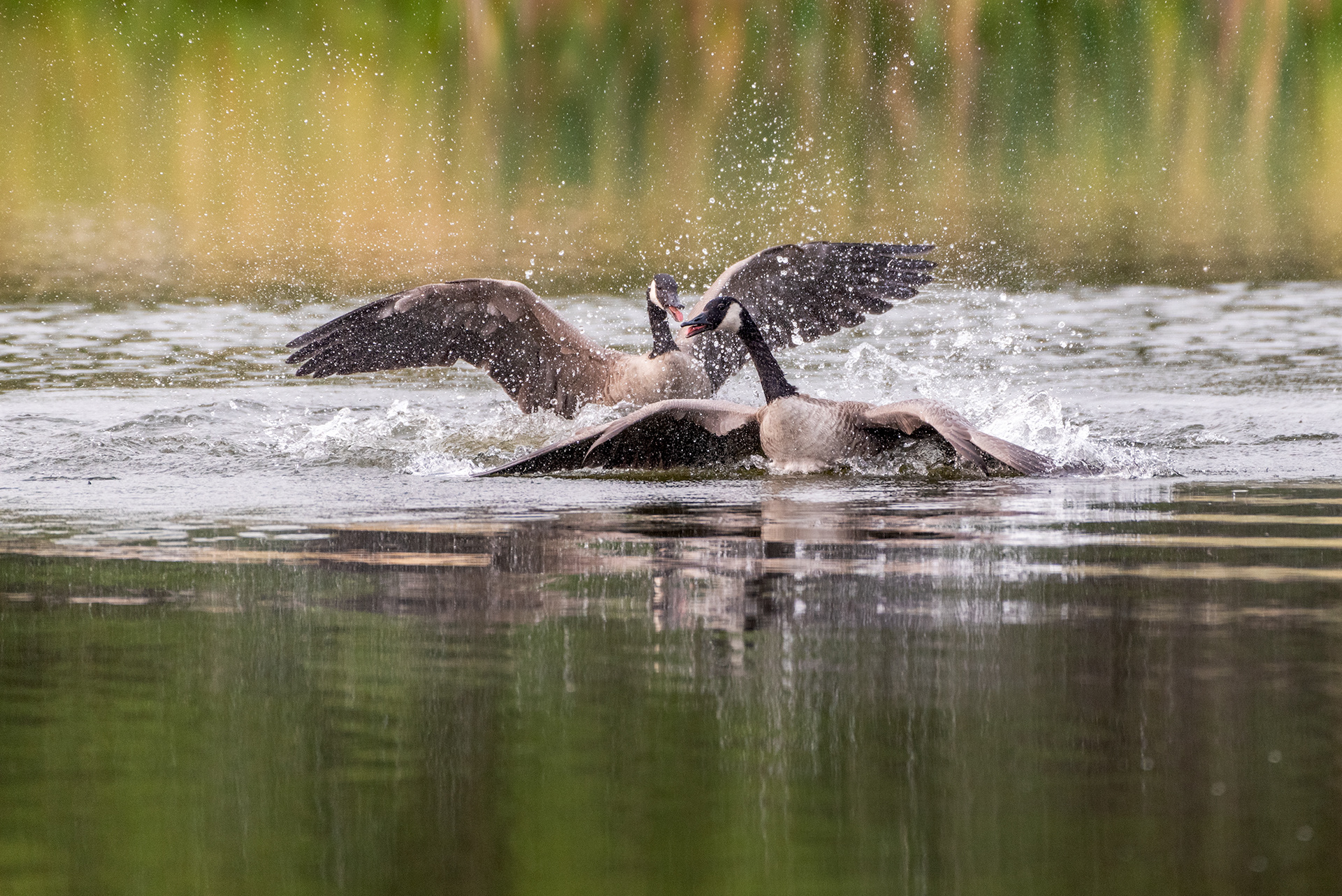 Canada Geese, not getting along, at the Marshall Springs ponds in Fish Creek Provincial Park