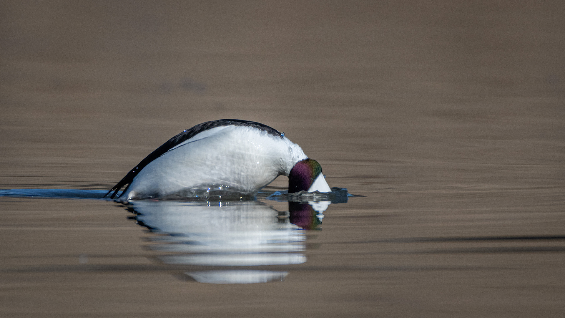 Bufflehead (male) diving, Marshall Springs, Fish Creek Provincial Park, Calgary, AB