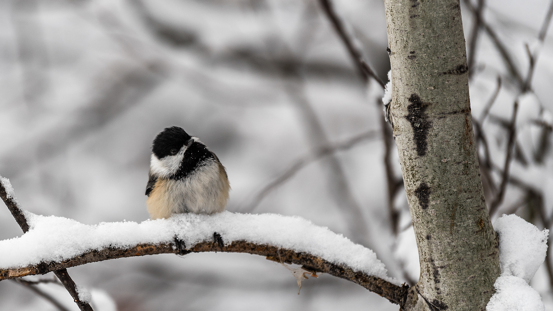 Black-capped Chickadee, Weaselhead Flats, Calgary, AB