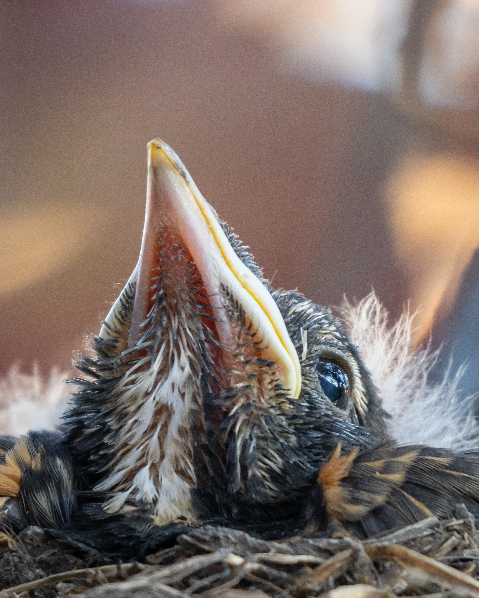 American Robin hatchling, Bridlewood, Calgary, AB
