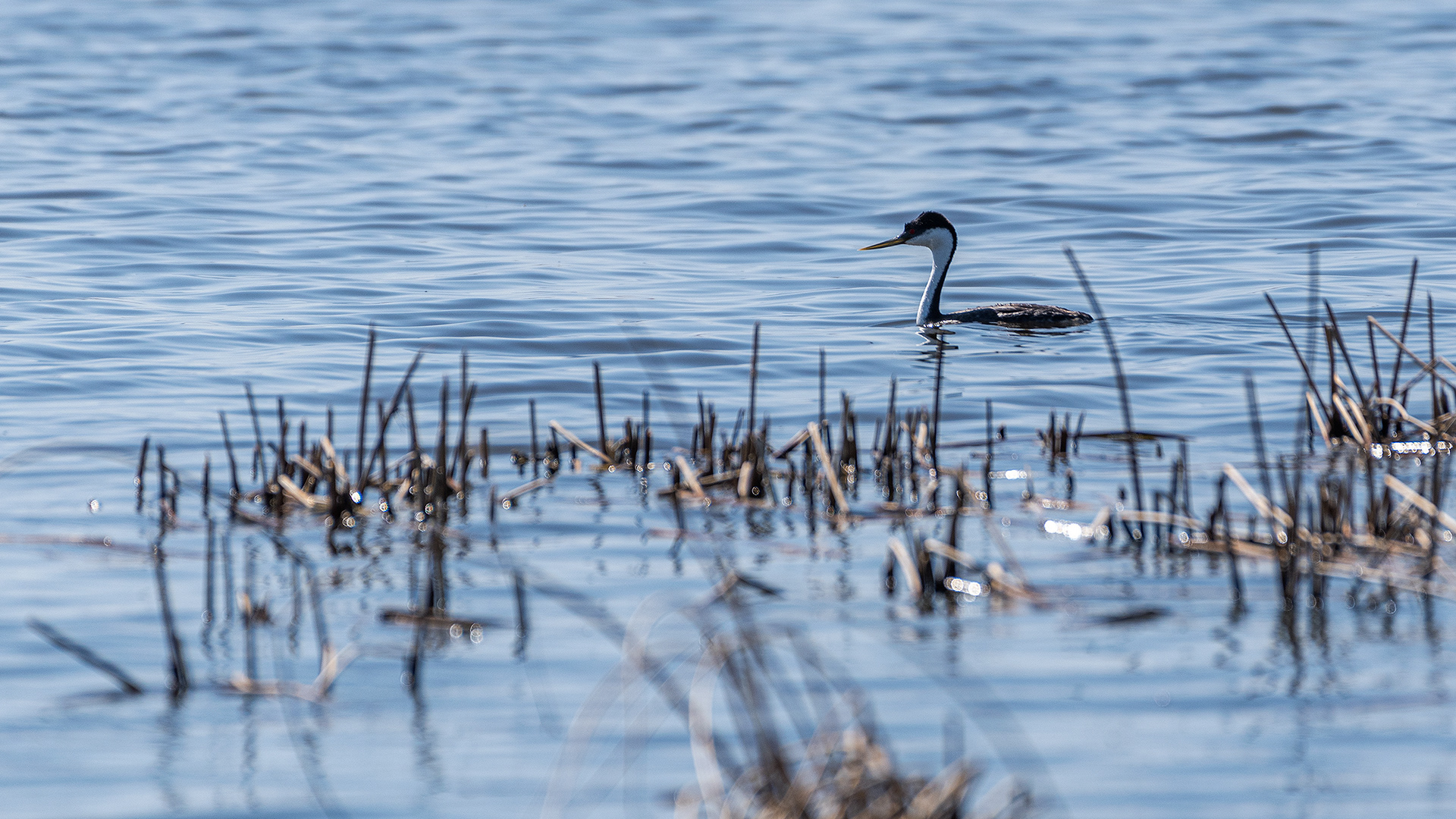 Western Grebe at Frank Lake, AB