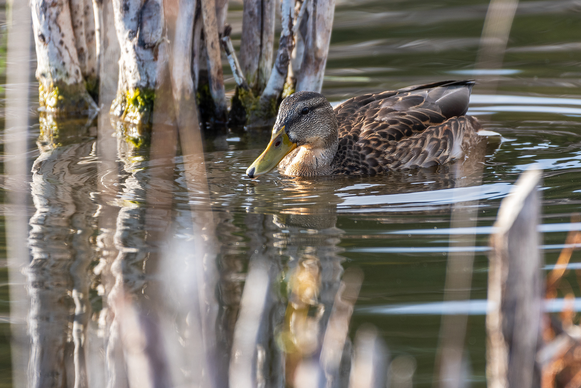 Mallard (female) at the Marshall Springs ponds in Fish Creek Provincial Park
