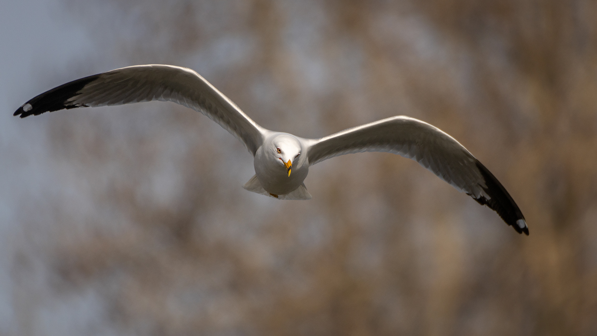 Ring-billed Gull (in flight), near the Harvie Passage of the Bow River, Pearce Estate Park, Calgary, AB