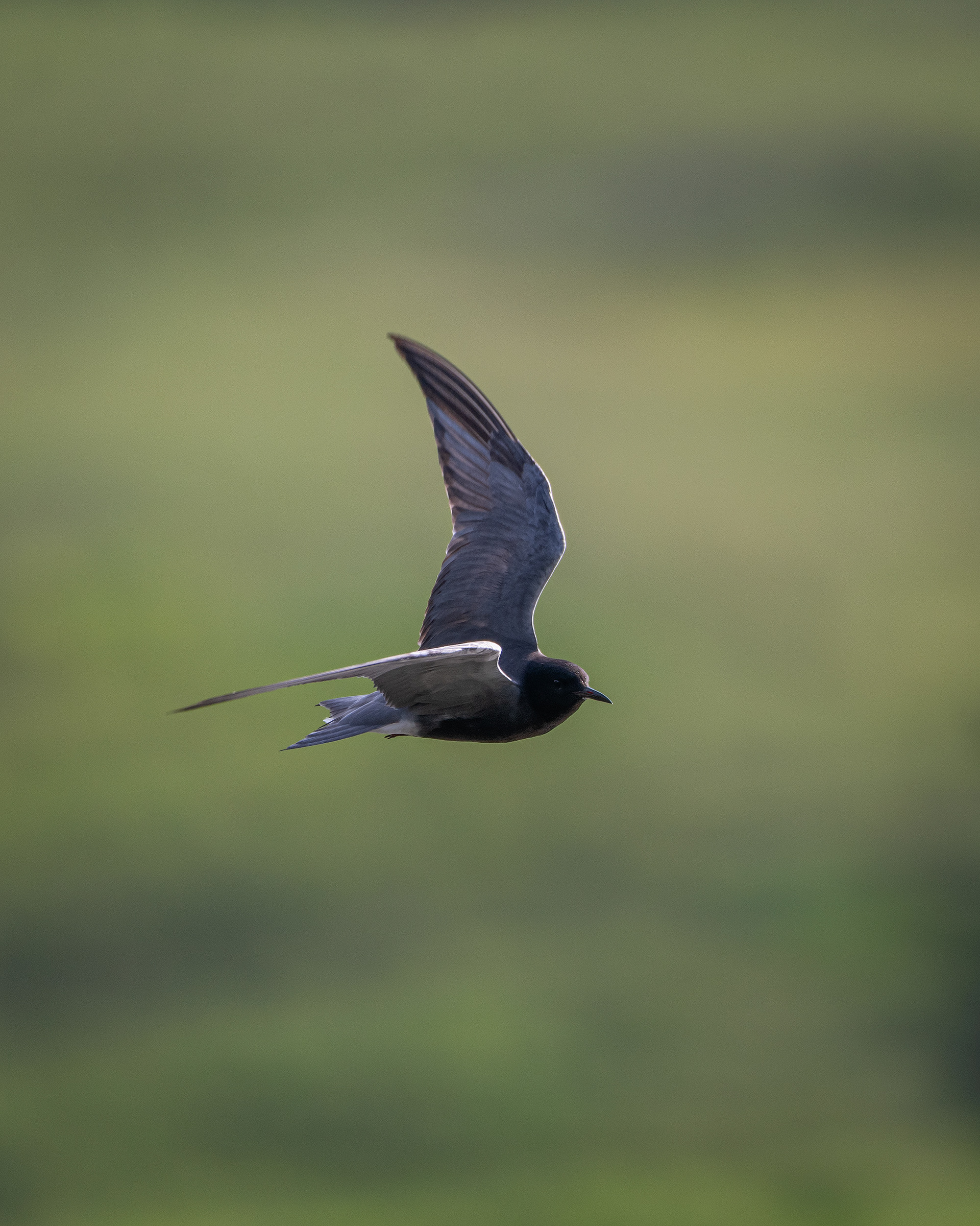 Black Tern (in flight), Marshall Springs ponds, Fish Creek Provincial Park, Calgary, AB
