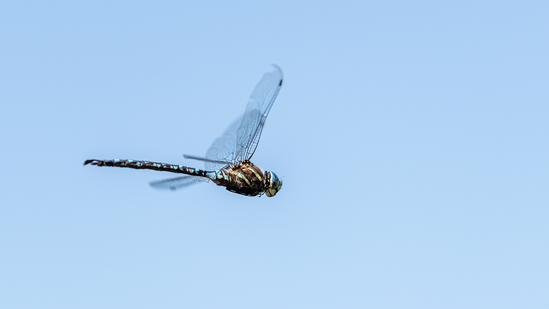Dragonfly (in flight), Marshall Springs - Fish Creek Prov. Park, Calgary, AB