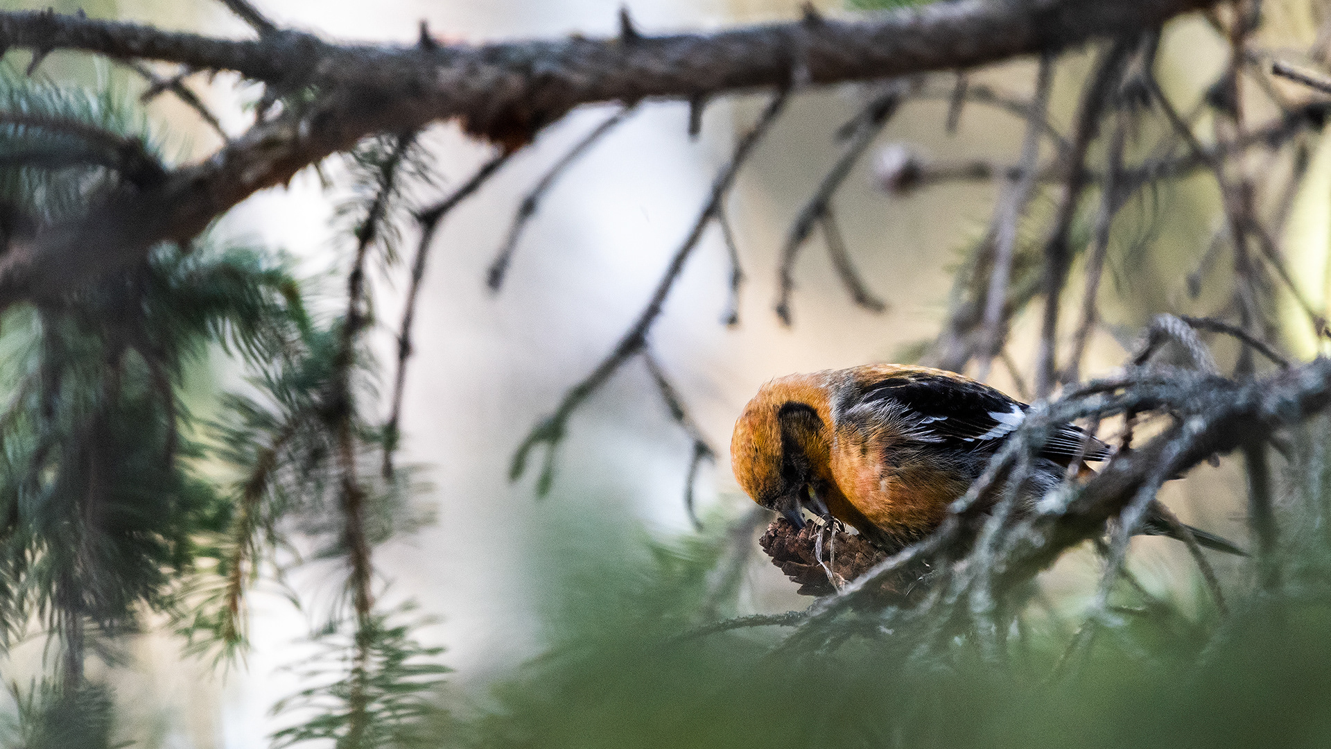 White-winged Crossbill (female) near Marshall Springs in Fish Creek Provincial Park