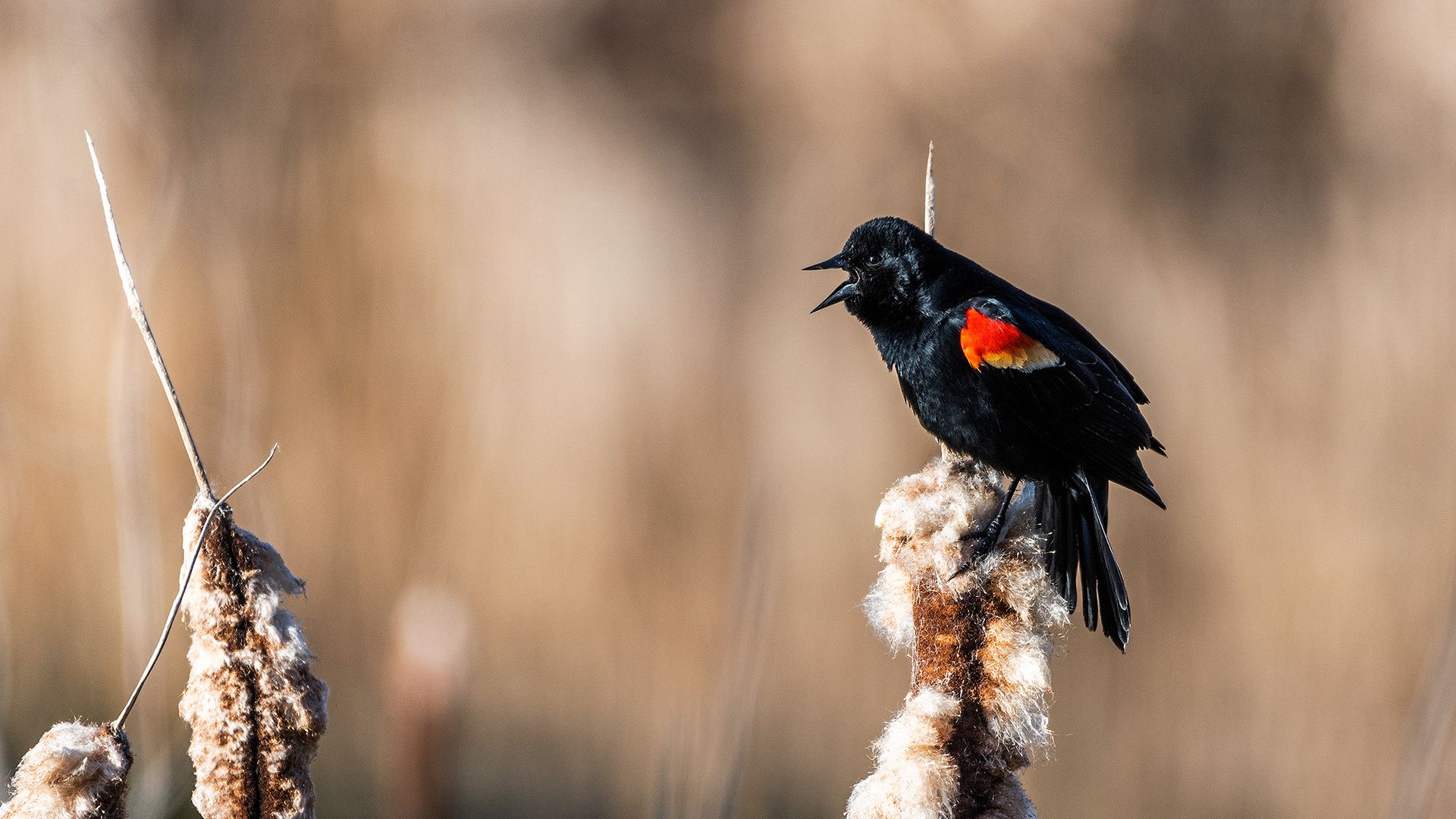 Red-winged Blackbird (male) at the Marshall Springs ponds on a cold frosty morning in Fish Creek Provincial Park