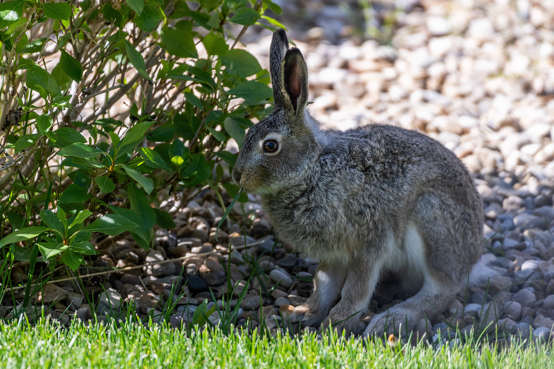 Resident Hare (immature) catching some shade in the back yard, Bridlewood, Calgary, Alberta