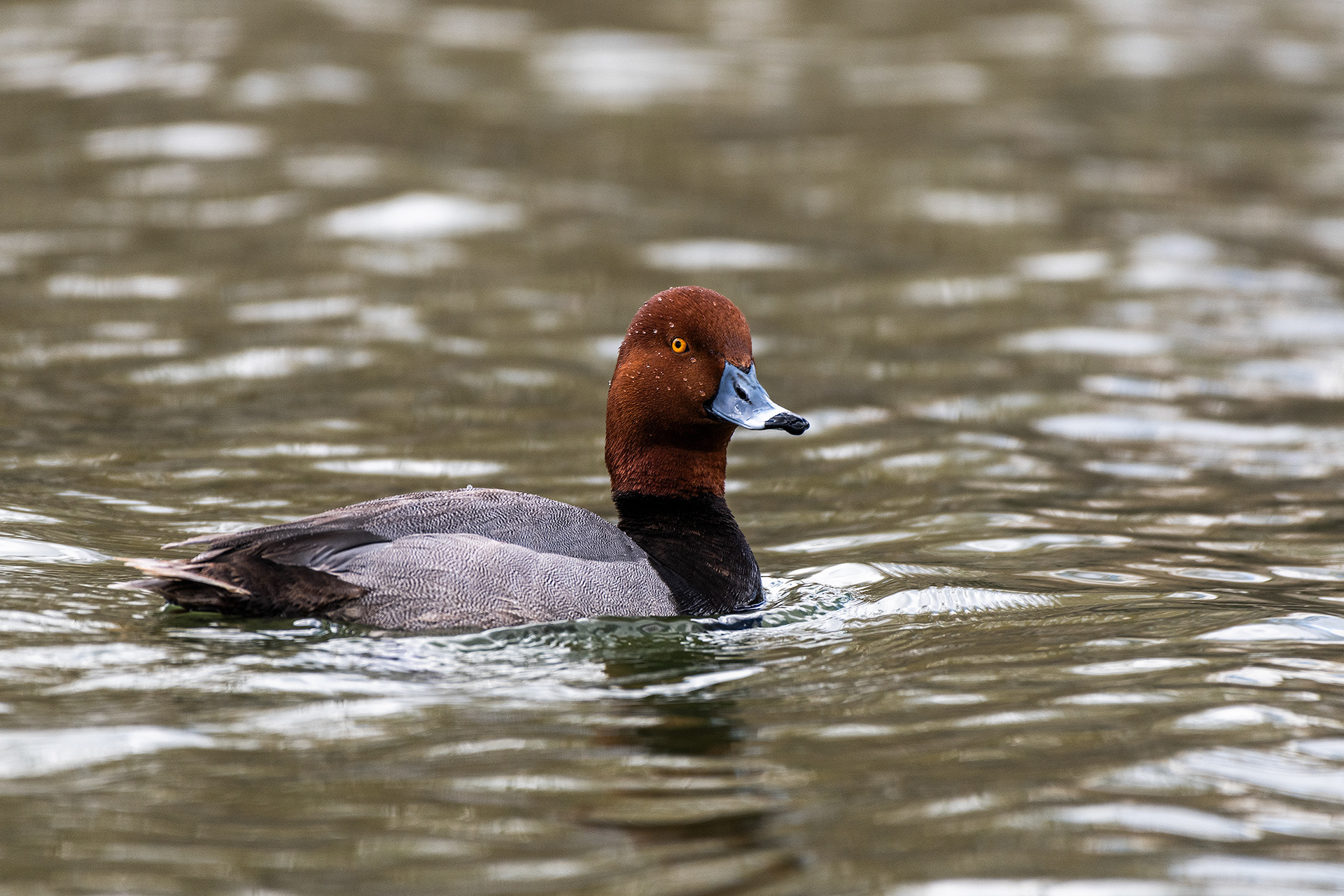 Redhead (male) at Bridlewood Wetlands Park, Calgary, Alberta