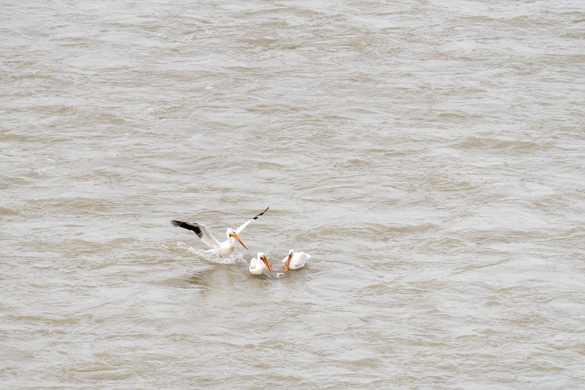 American White Pelicans, Patterson Homestead Memorial Park, Bow River, Calgary, Alberta