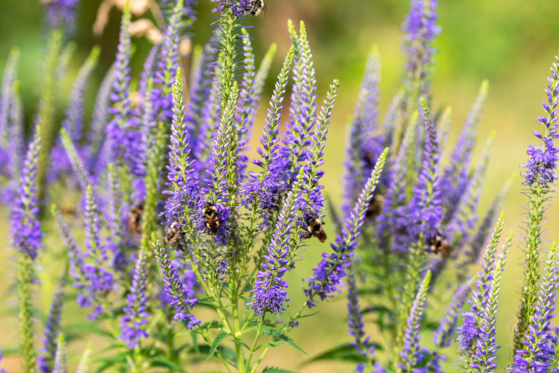Bees keeping busy