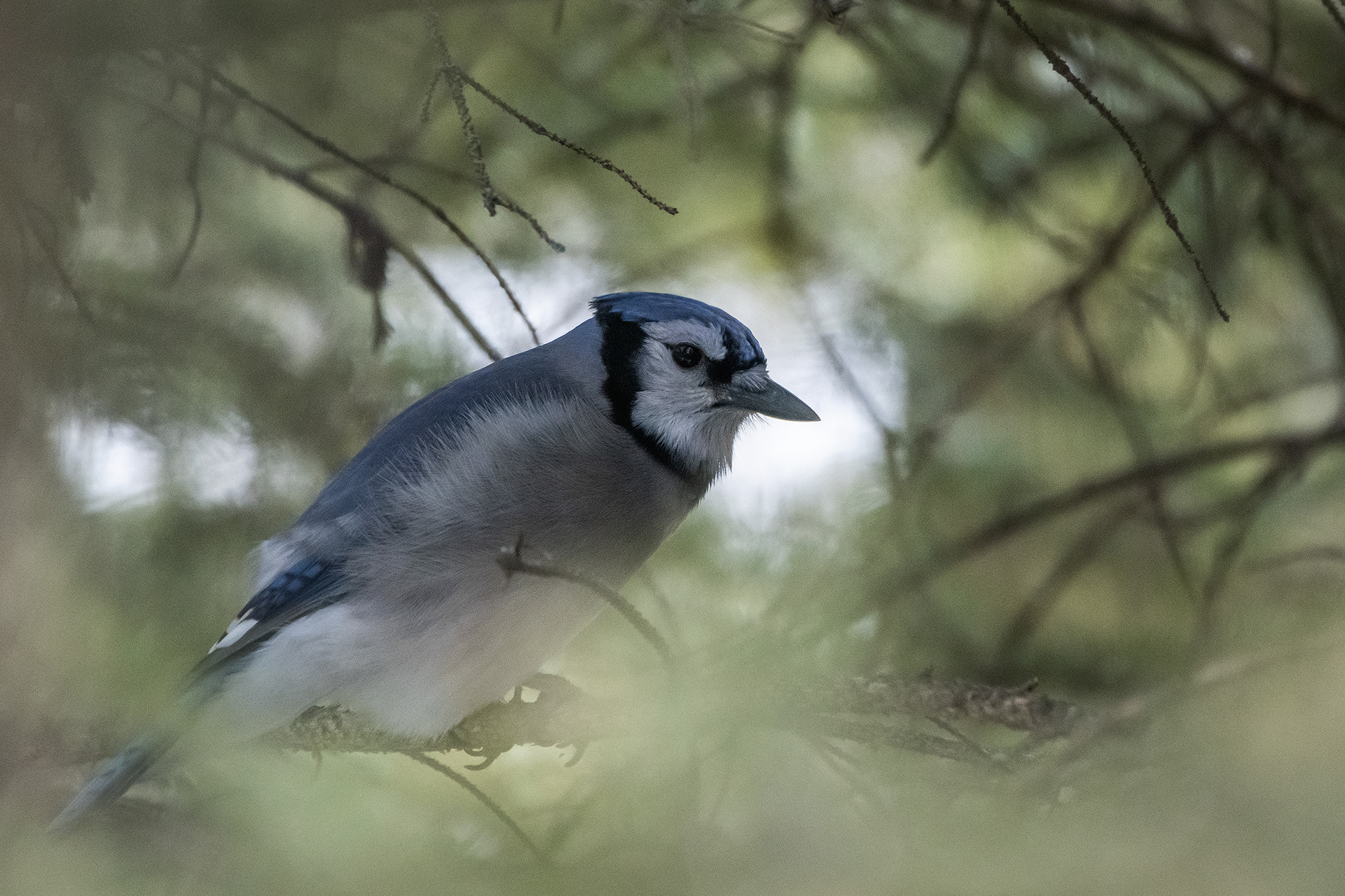Blue Jay, near the Marshall Springs area of Fish Creek Provincial Park, Calgary, AB