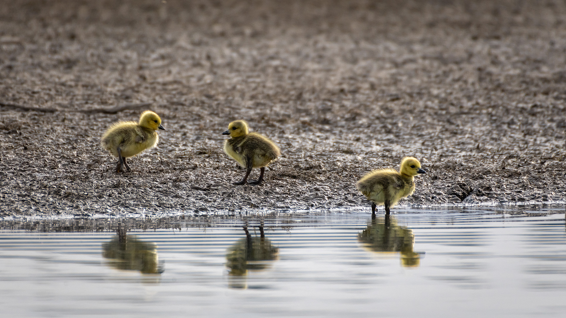 Canada Goose goslings, Glenmore Reservoir, North Glenmore Park, Calgary, AB