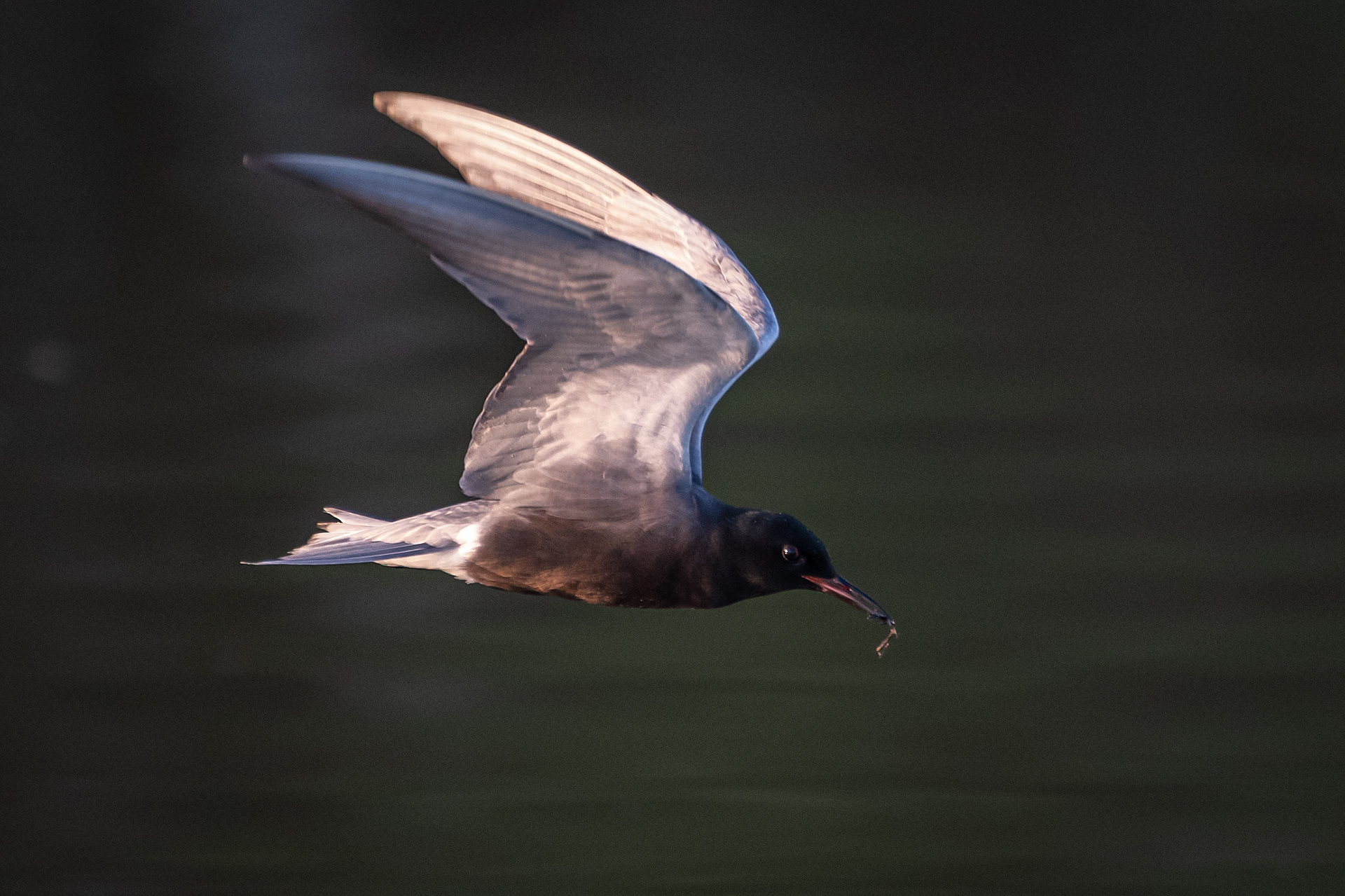 Black Tern (in flight) with a Dragonfly, Marshall Springs ponds, Fish Creek Provincial Park, Calgary, AB