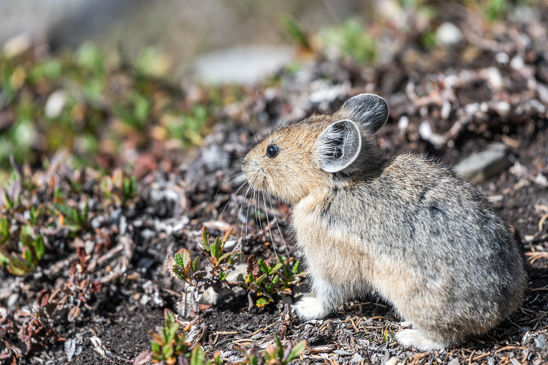 Pika, Stanley Glacier Trail, Kootenay National Park, British Columbia
