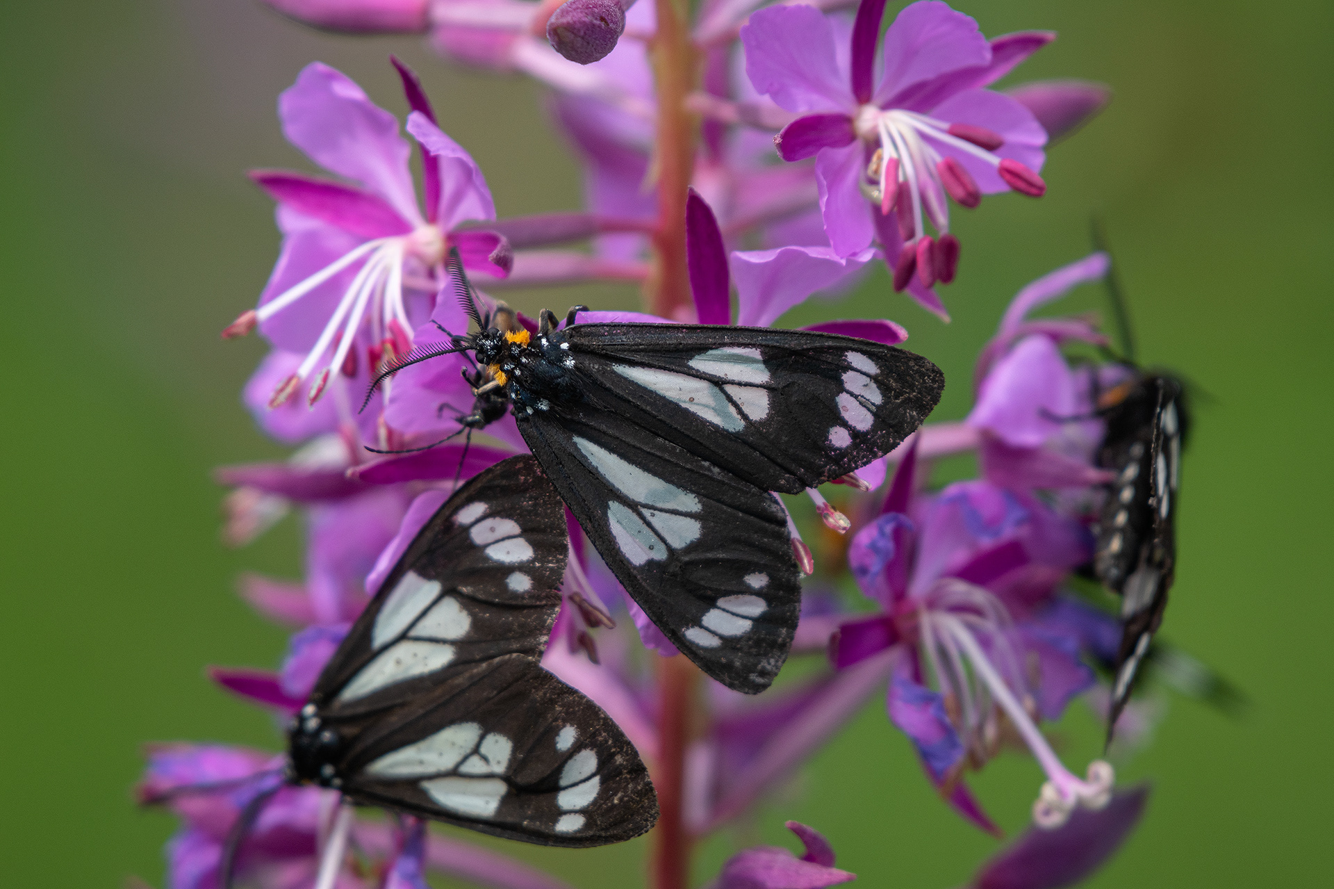 Flowers and Butterflies, Brown-Lowery Provincial Park, Alberta