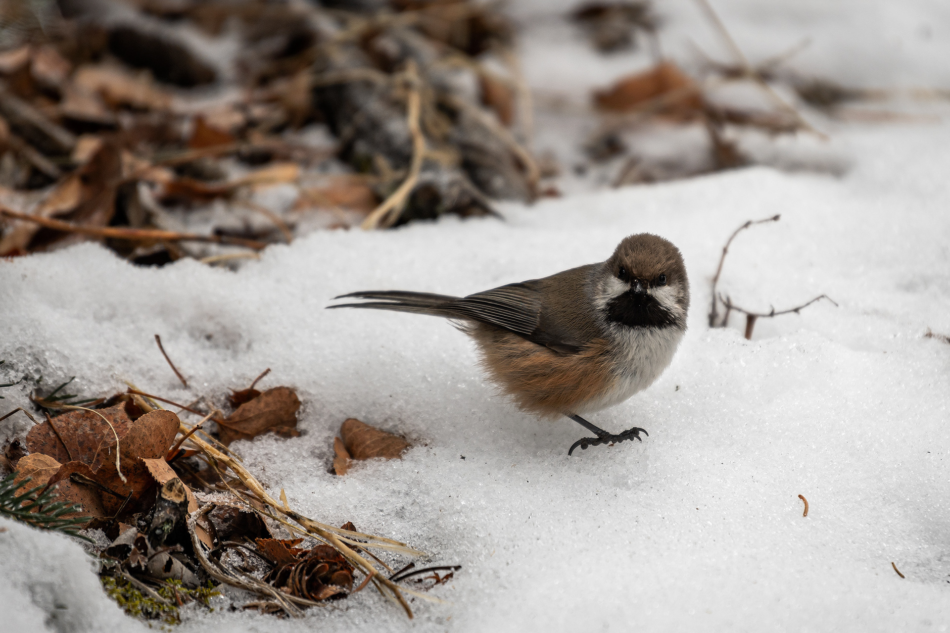 Boreal Chickadee, near the Marshall Springs area of Fish Creek Provincial Park, Calgary, AB