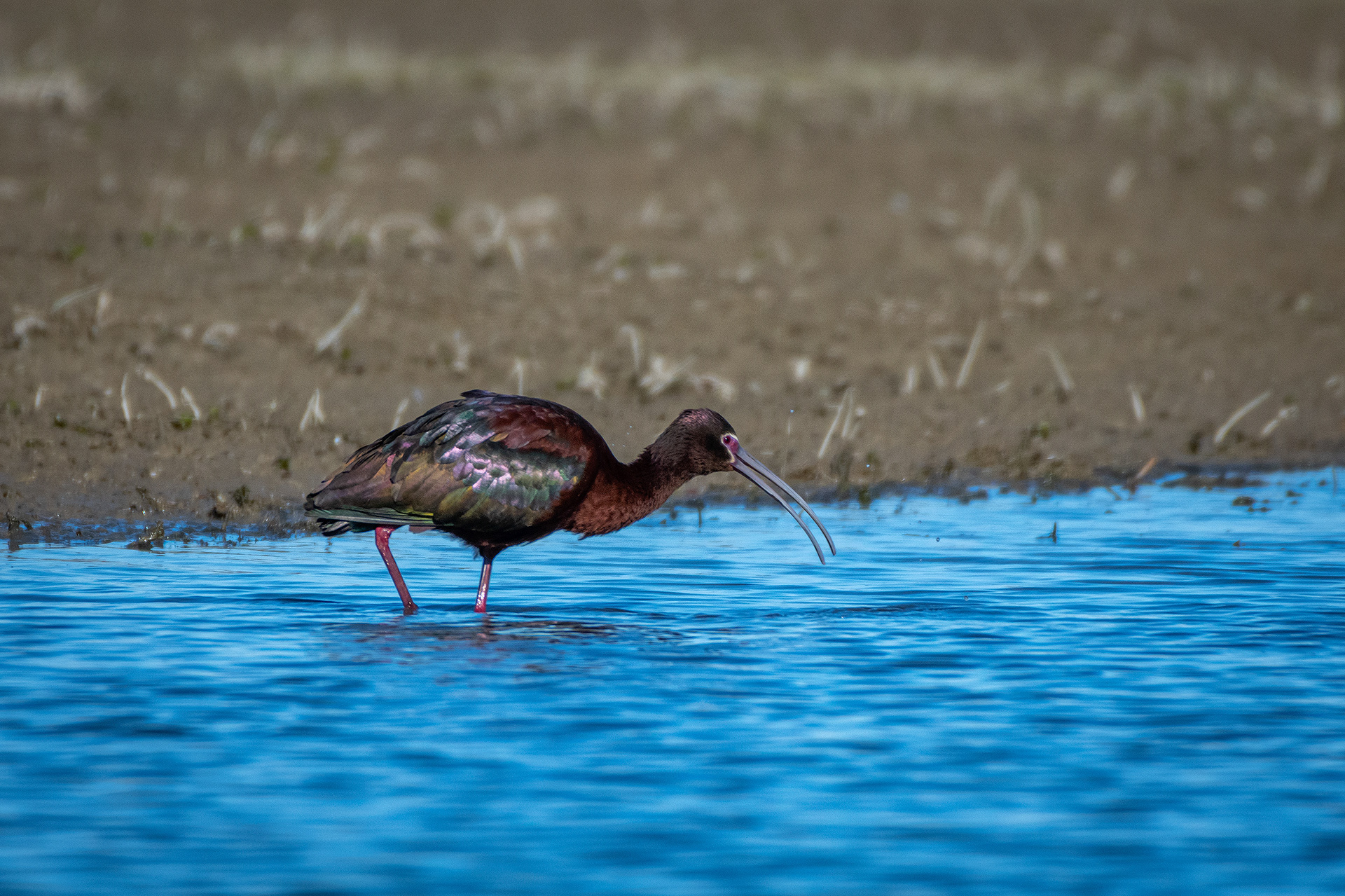 White-faced Ibis, Glenmore Reservoir, North Glenmore Park, Calgary, AB