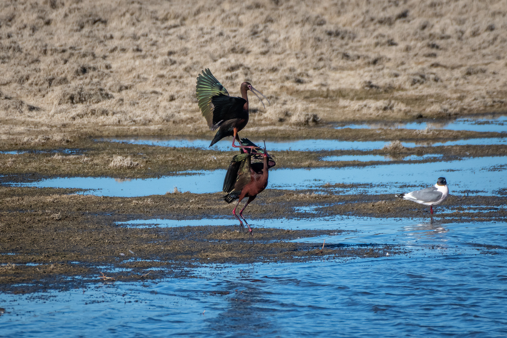 White-faced Ibises, Glenmore Reservoir, North Glenmore Park, Calgary, AB