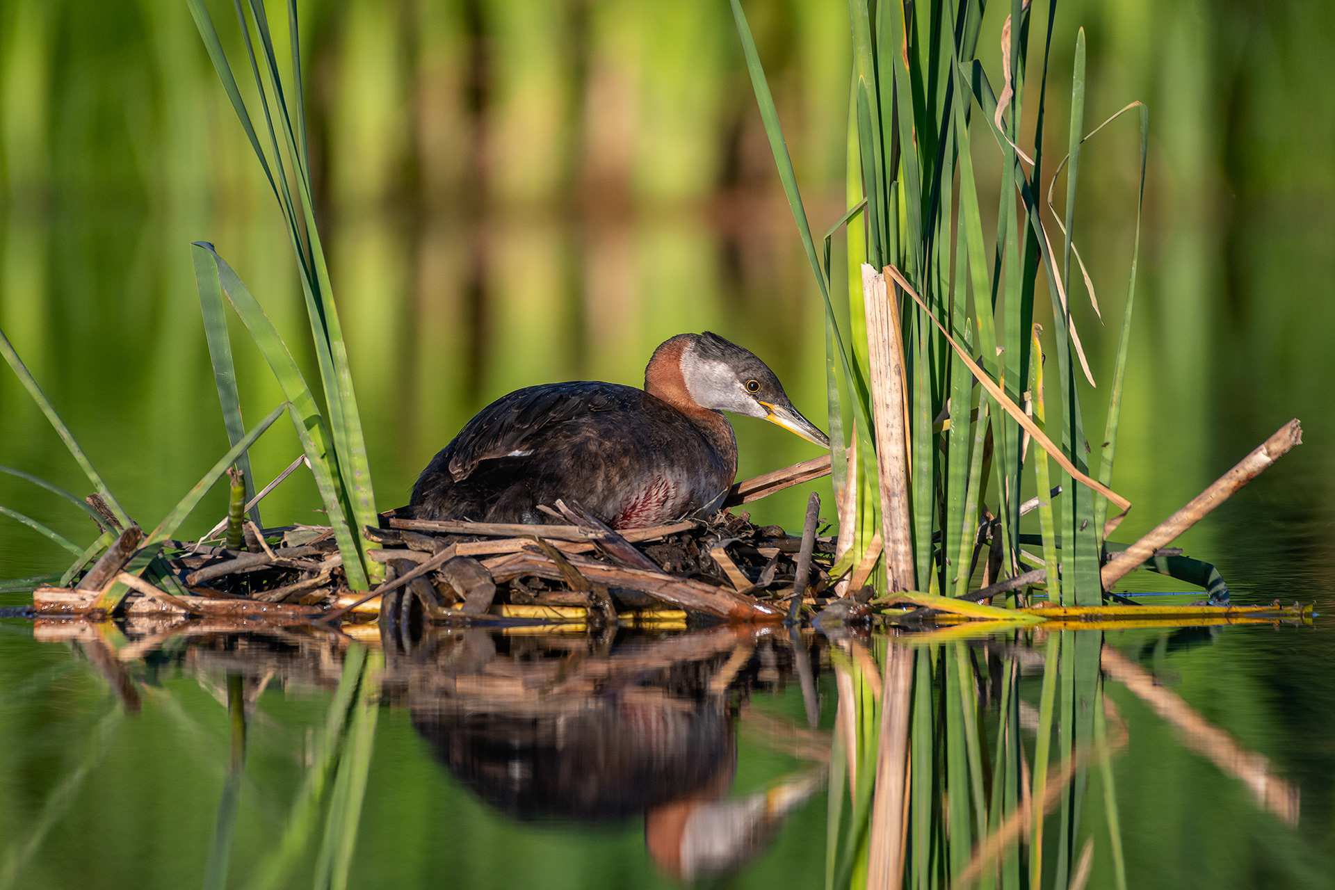 Red-necked Grebe, Marshall Springs ponds, Fish Creek Provincial Park, Calgary, AB