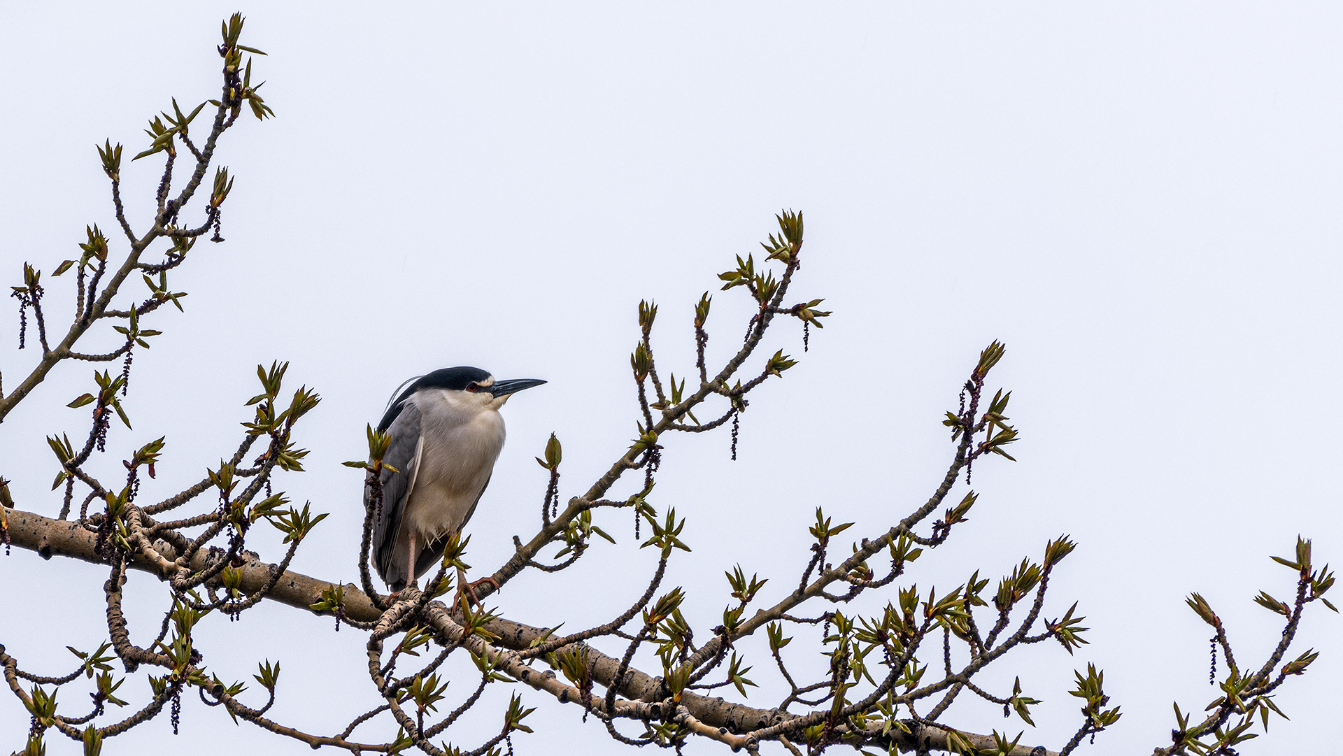 Black-crowned Night-Heron at Bridlewood Wetlands Park, Calgary, Alberta