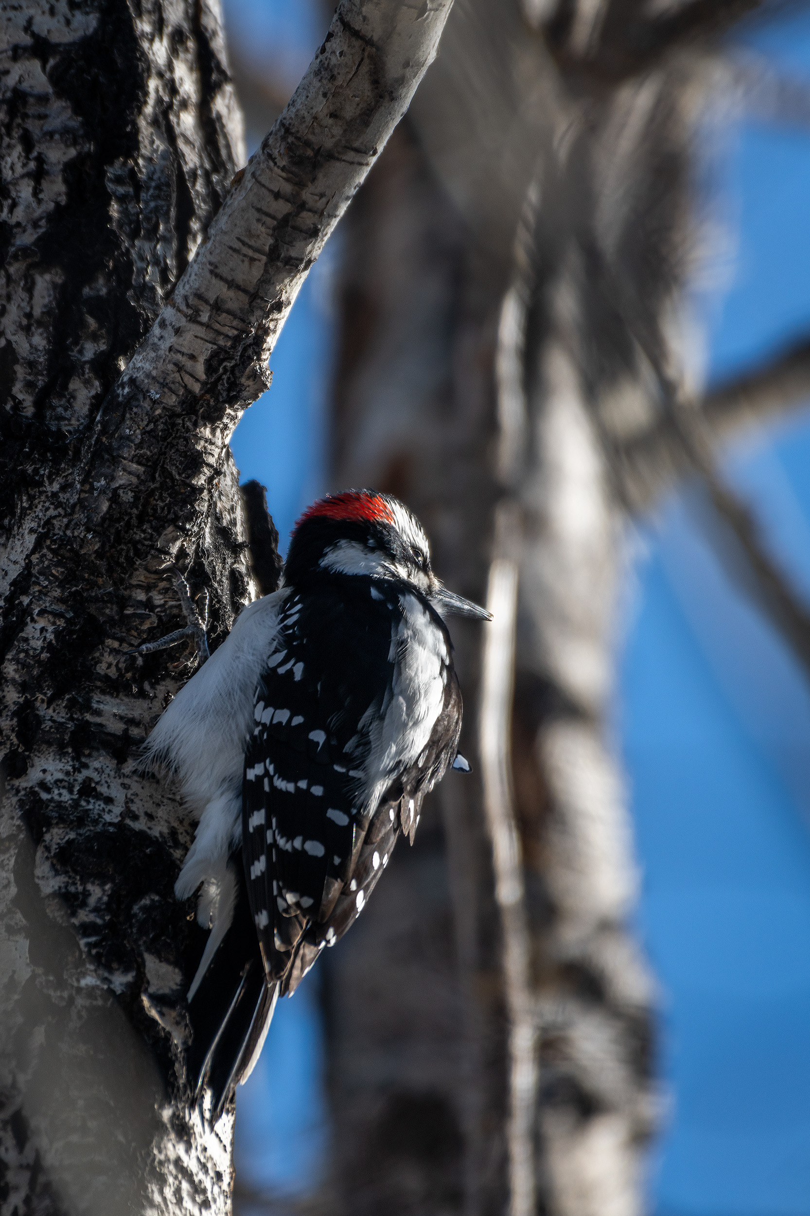 Hairy Woodpecker (male), near the Marshall Springs area of Fish Creek Provincial Park, Calgary, AB