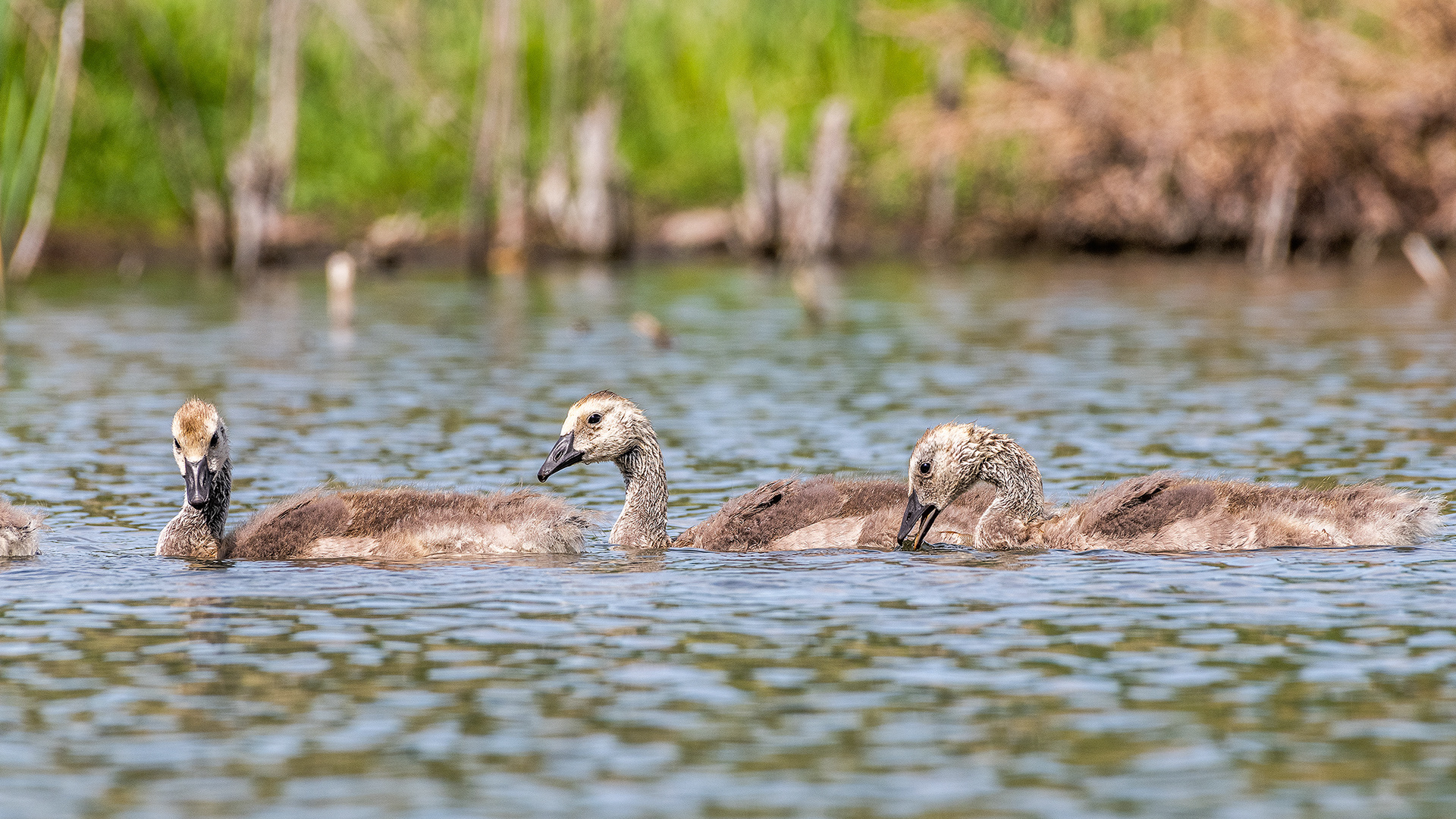 Canada Goose goslings at the Marshall Springs ponds in Fish Creek Provincial Park, Calgary, Alberta