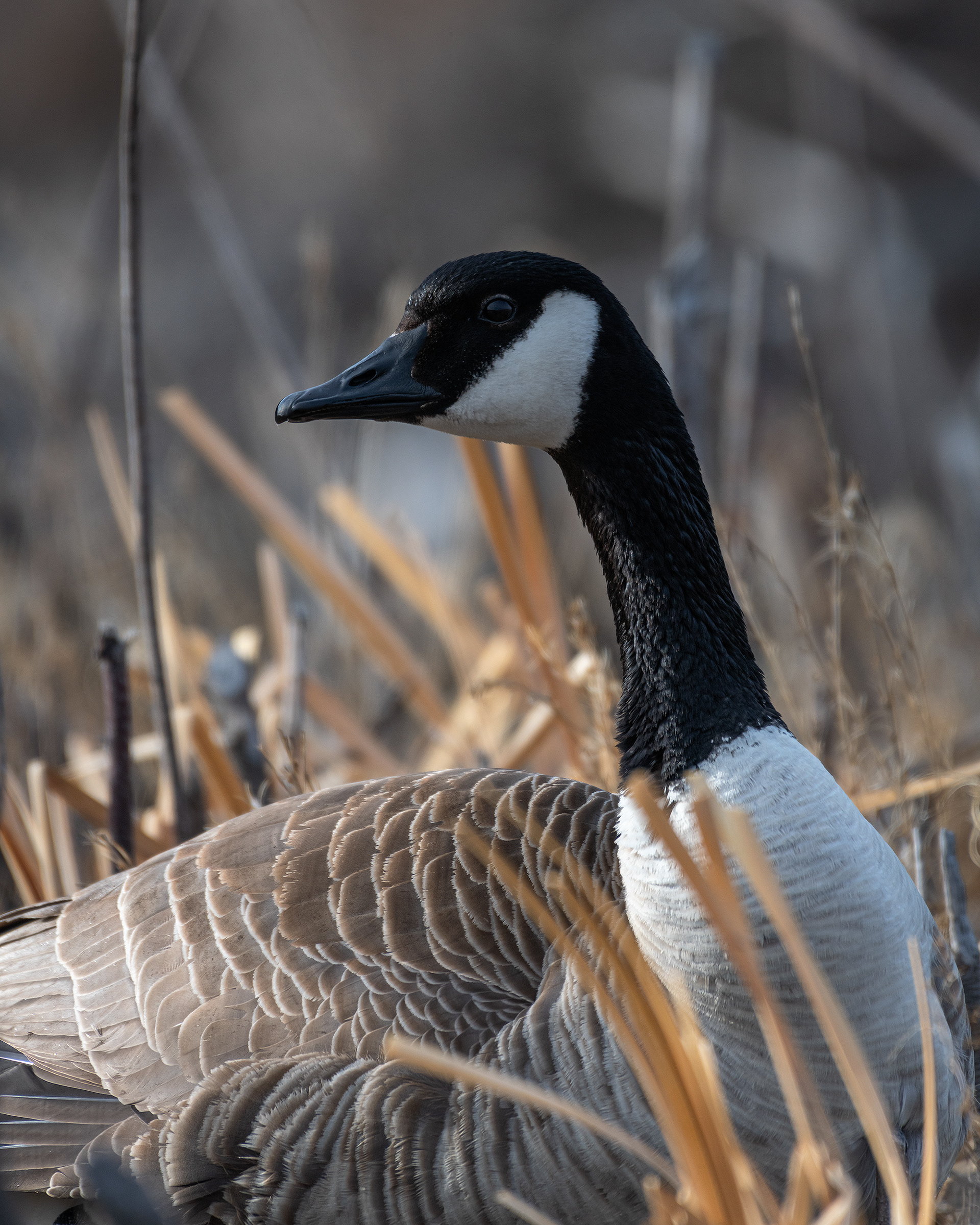 Canada Goose, Marshall Springs, Fish Creek Provincial Park, Calgary, AB