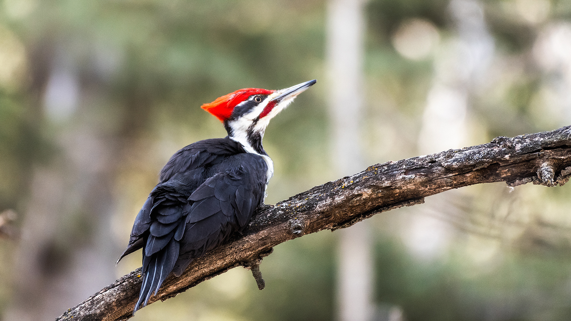 Pileated Woodpecker (male) near Marshall Springs in Fish Creek Provincial Park