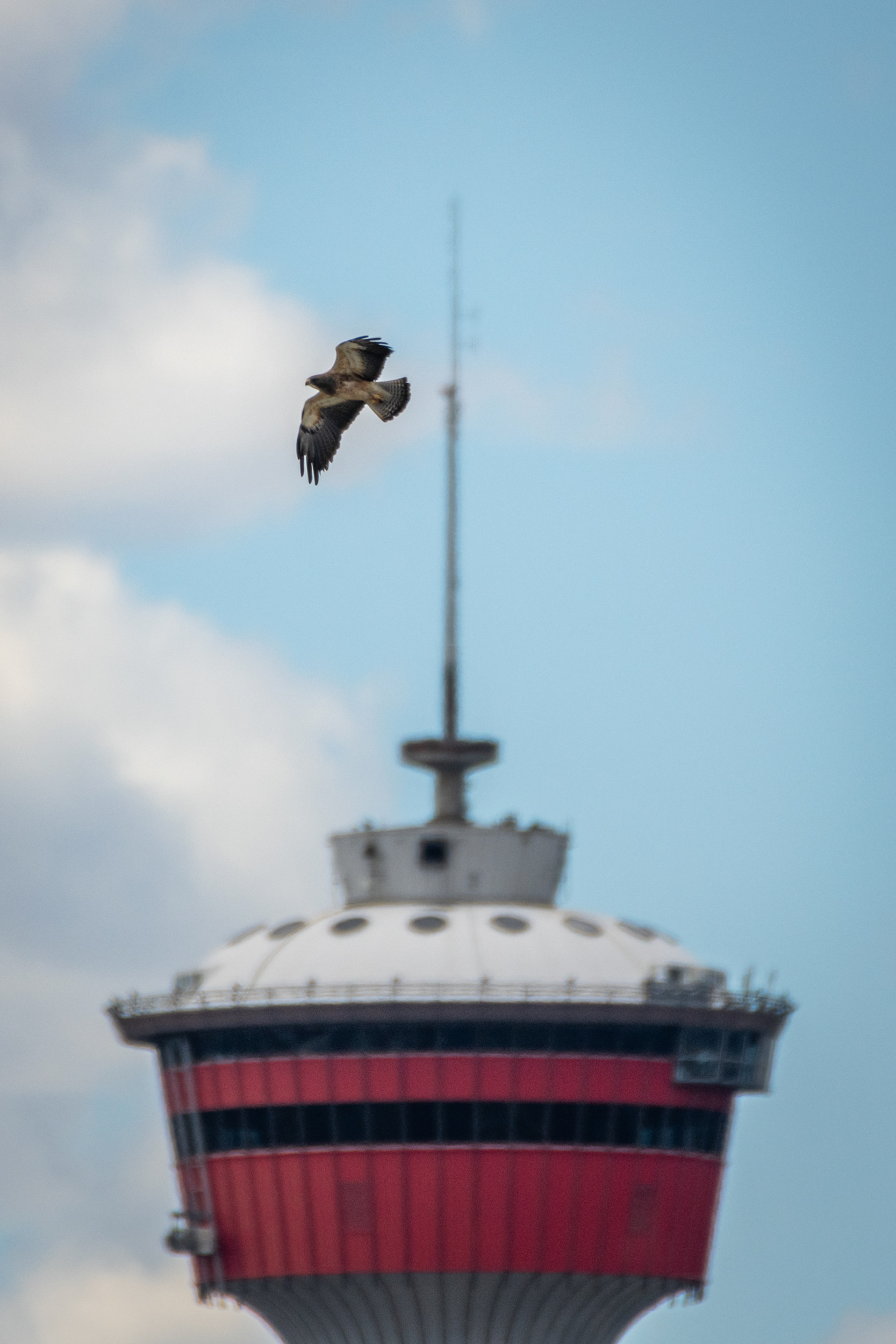 Hawk (in flight), near Tom Campbell's Hill Natural Park, Calgary, AB