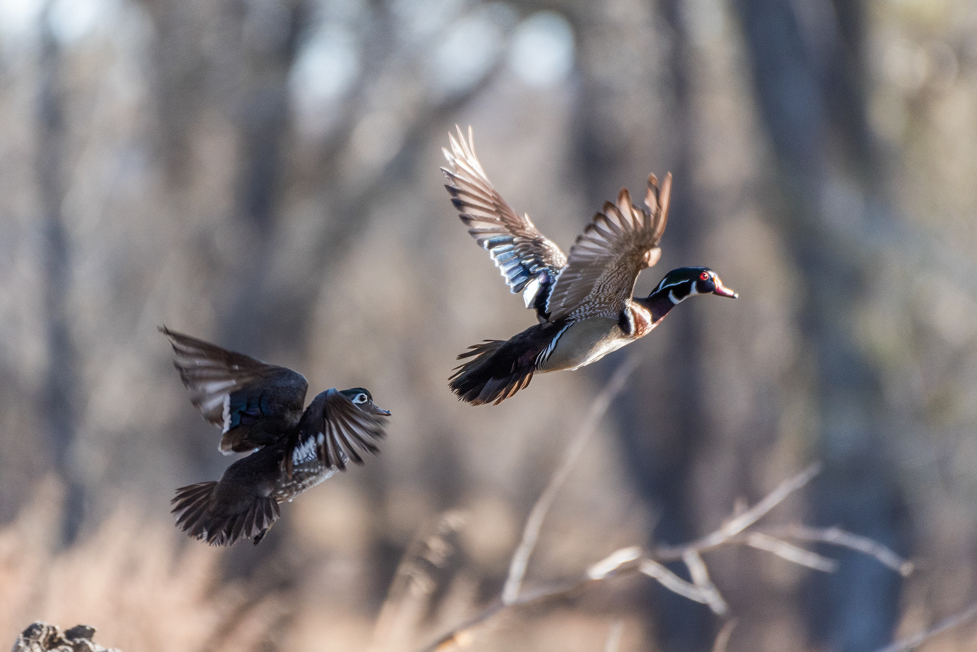 Wood Duck pair in flight at the Inglewood Bird Sanctuary & Nature Centre, Calgary, Alberta