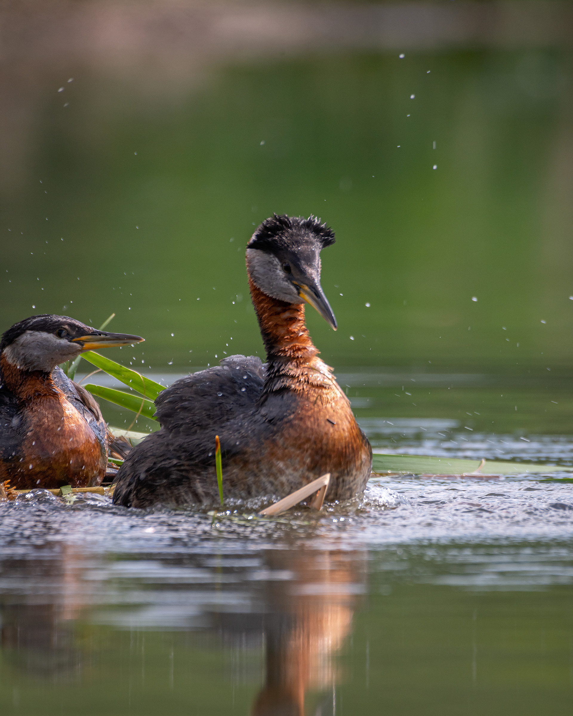 Red-necked Grebe pair, Marshall Springs ponds, Fish Creek Provincial Park, Calgary, AB