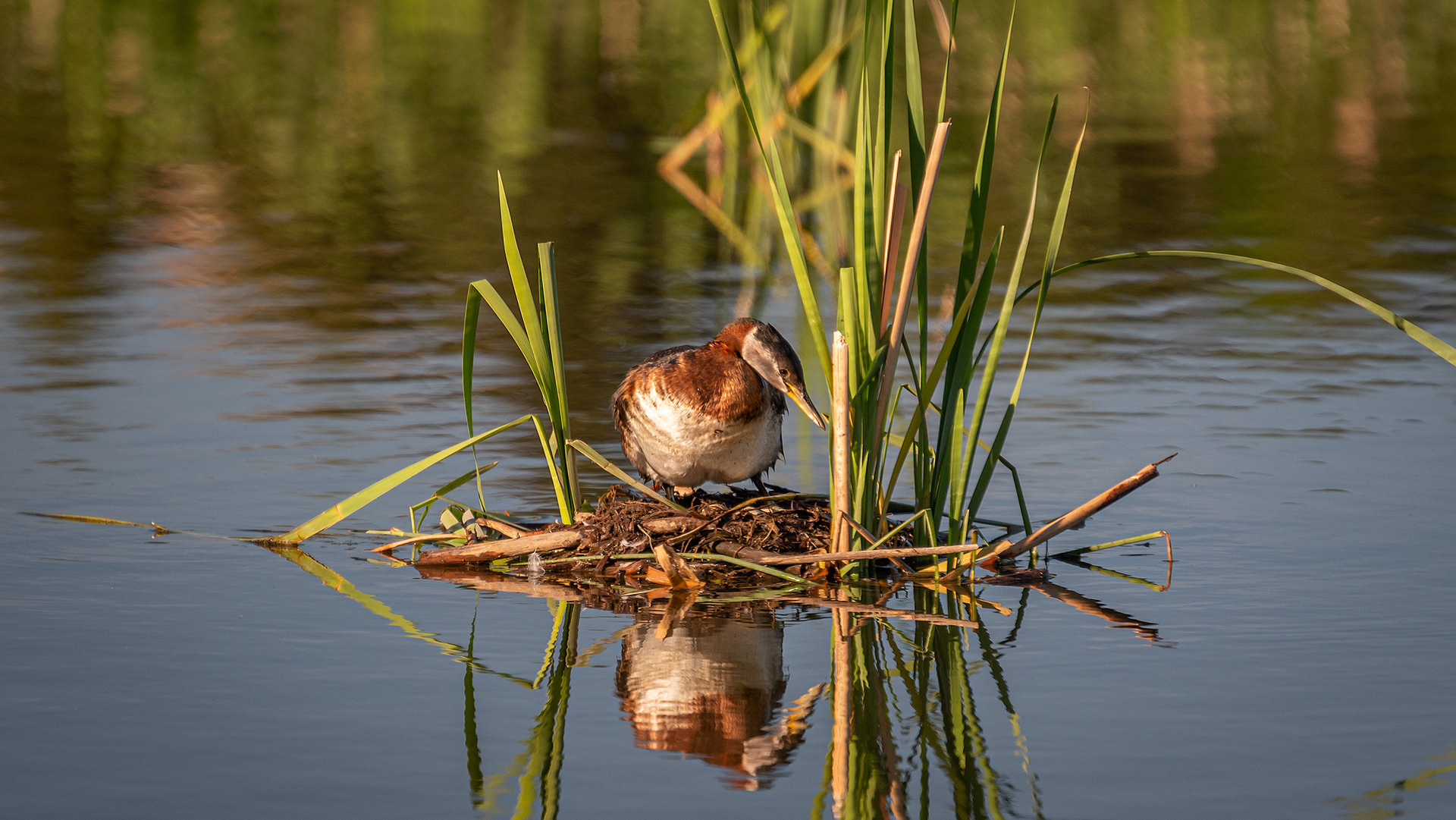Red-necked Grebe, Marshall Springs ponds, Fish Creek Provincial Park, Calgary, AB