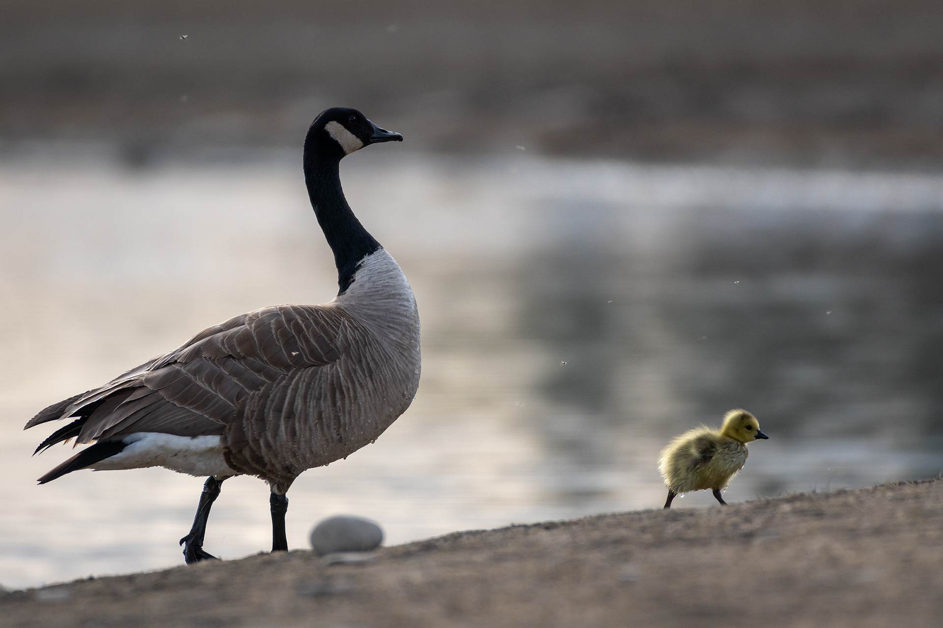 Canada Goose gosling showing mom the way, Glenmore Reservoir, North Glenmore Park, Calgary, AB