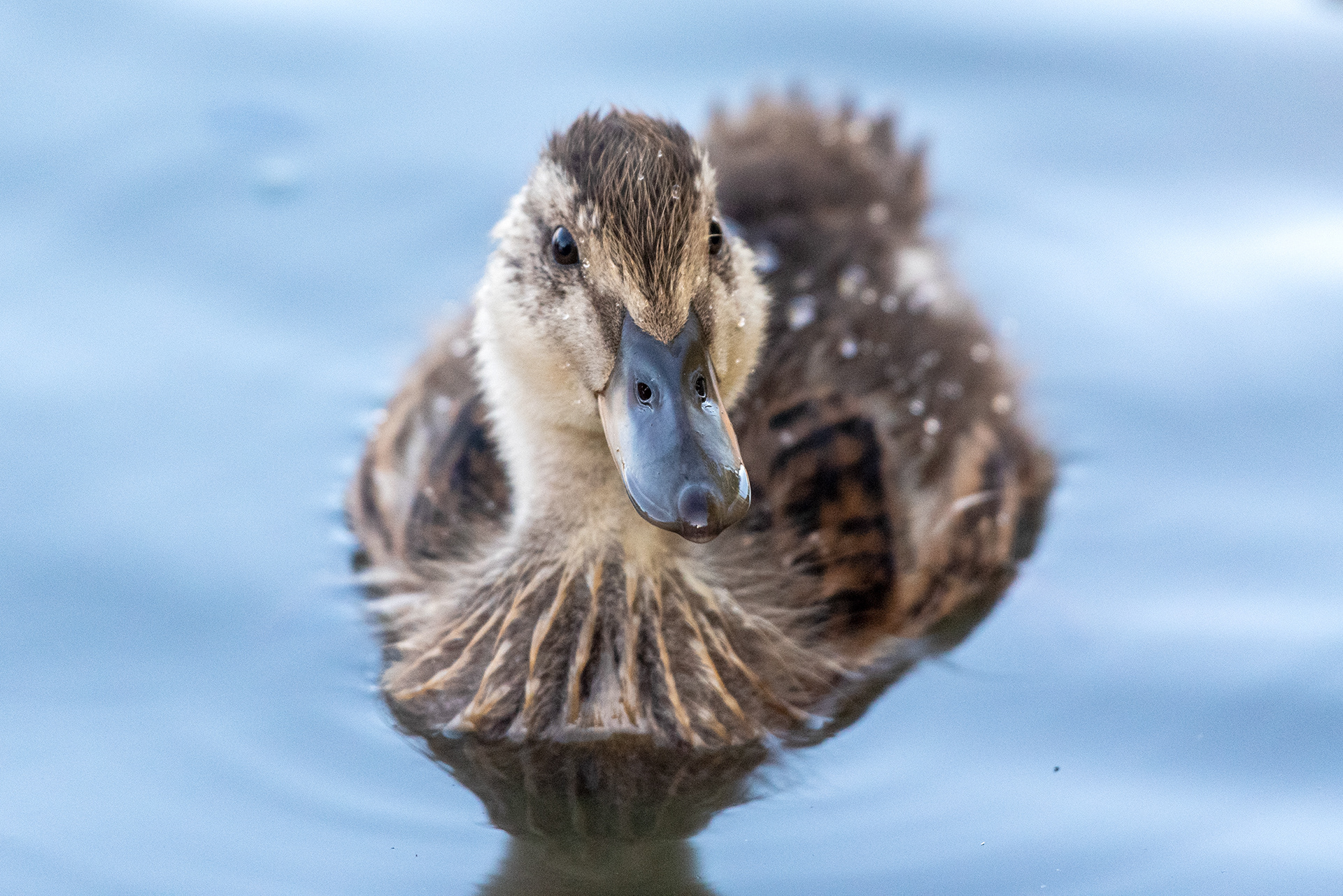 Mallard duckling