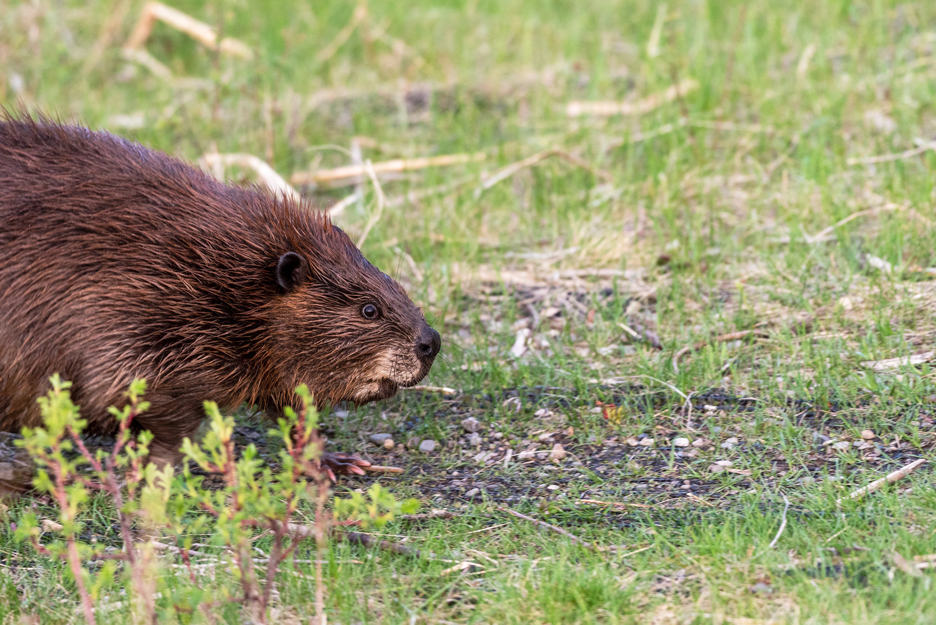 beaver, Marshall Springs, Fish Creek Provincial Park, Calgary, Alberta
