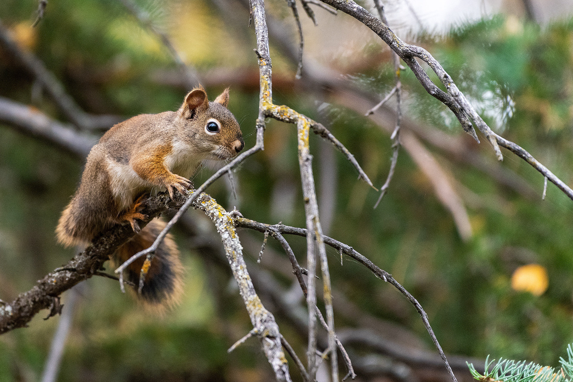 Red Squirrel near the Marshall Springs ponds in Fish Creek Provincial Park