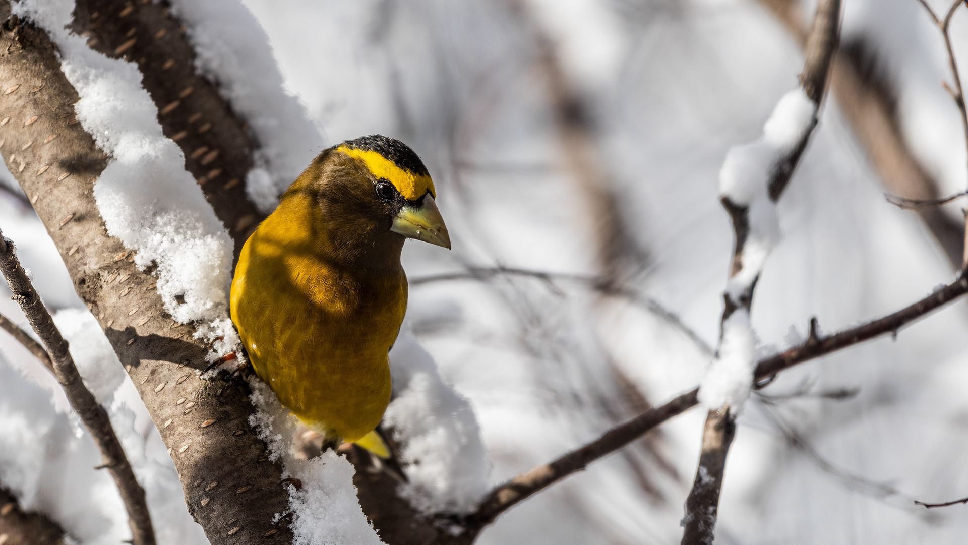 Evening Grosbeak, Weaselhead Flats, Calgary, AB