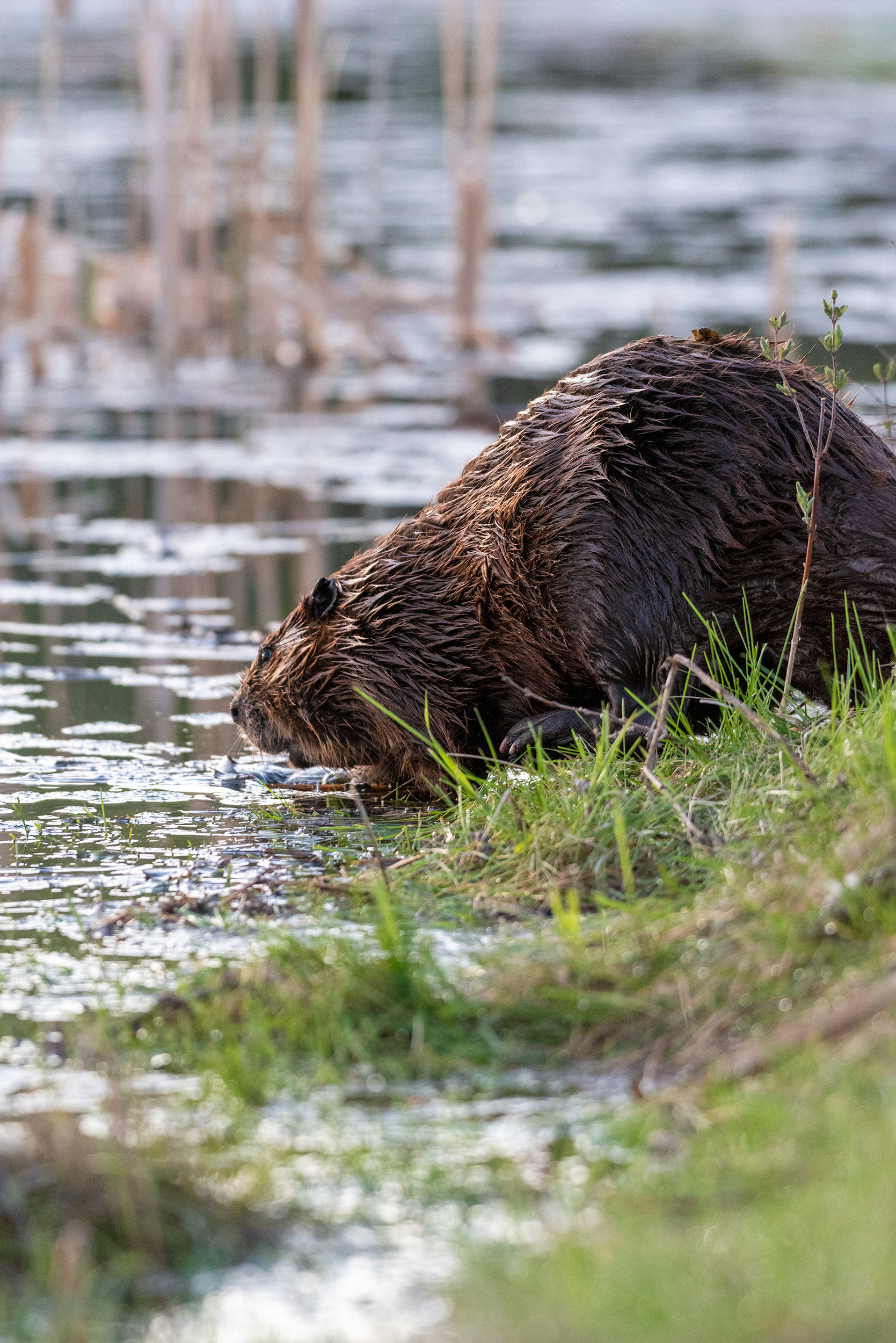 beaver, Marshall Springs, Fish Creek Provincial Park, Calgary, Alberta