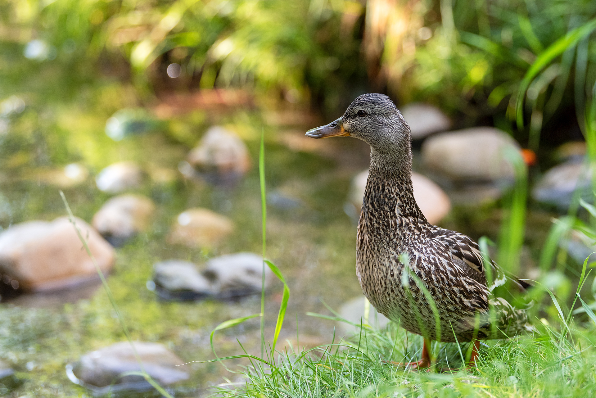 Mallard, Bridlewood Wetlands Park, Calgary, Alberta