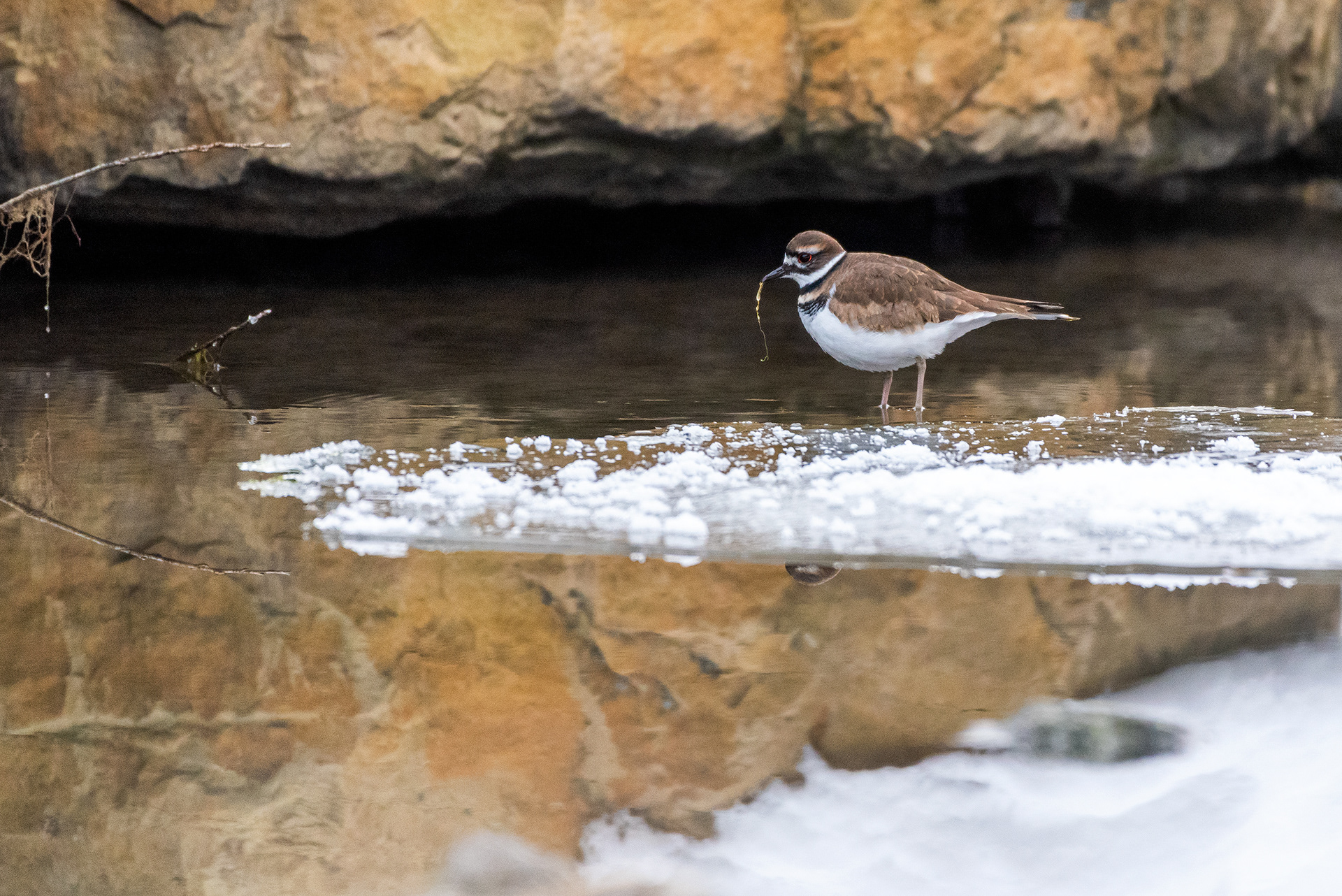 Immature Killdeer (I could be mistaken) near Marshall Springs ponds in Fish Creek Provincial Park