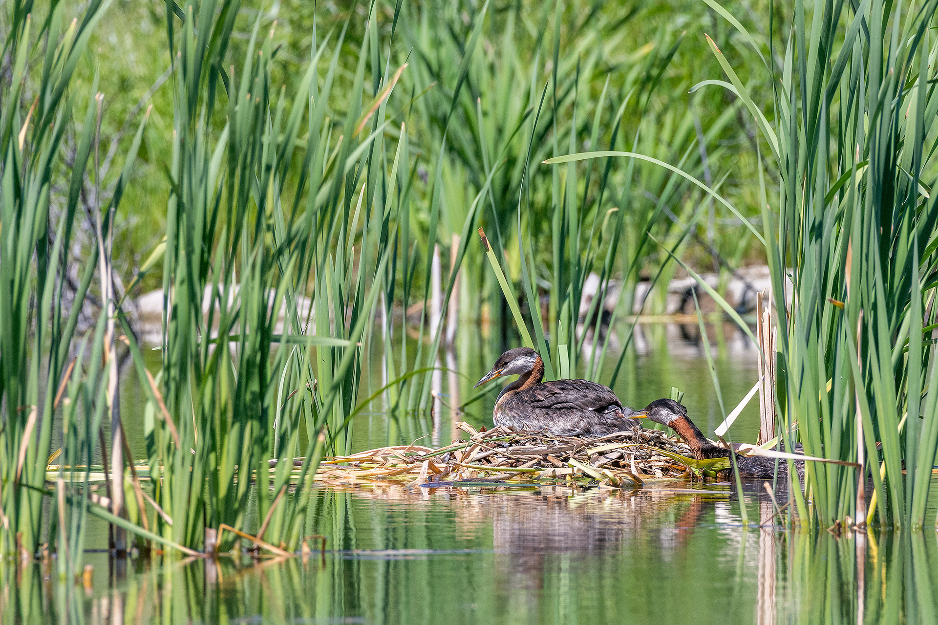 Red-necked Grebe pair at their nest with a chick (female on the nest, male interacting with the chick), Marshall Springs - Fish Creek Prov. Park, Calgary, AB