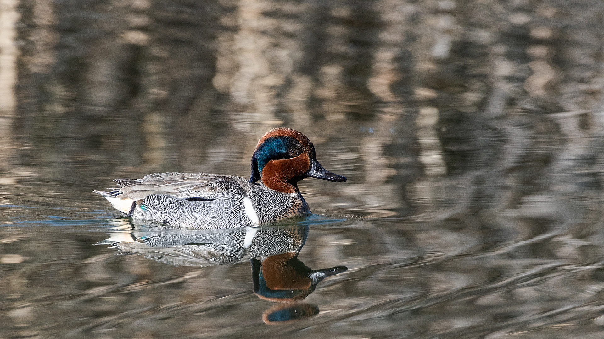 Green-winged Teal (male) at Bridlewood Wetlands Park, Calgary, Alberta