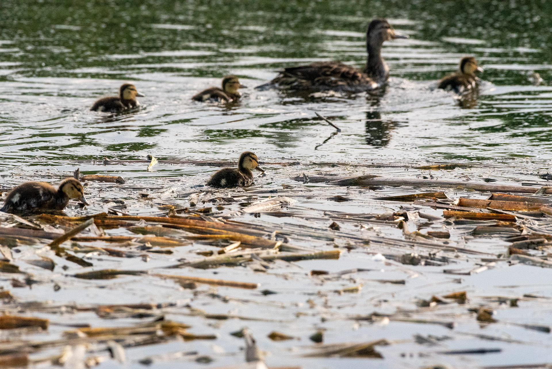 Mallard, ducklings, Marshall Springs, Fish Creek Provincial Park, Calgary, Alberta